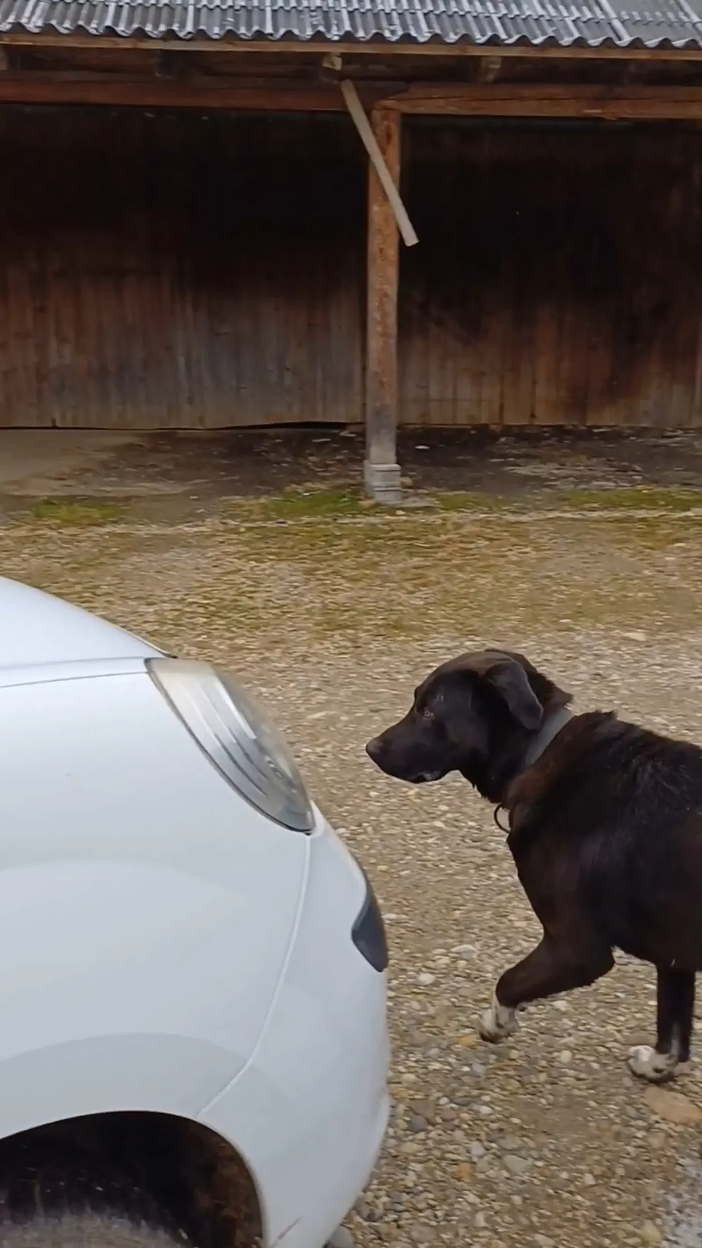 Psi lutalice (1) Psi lutalice (1)