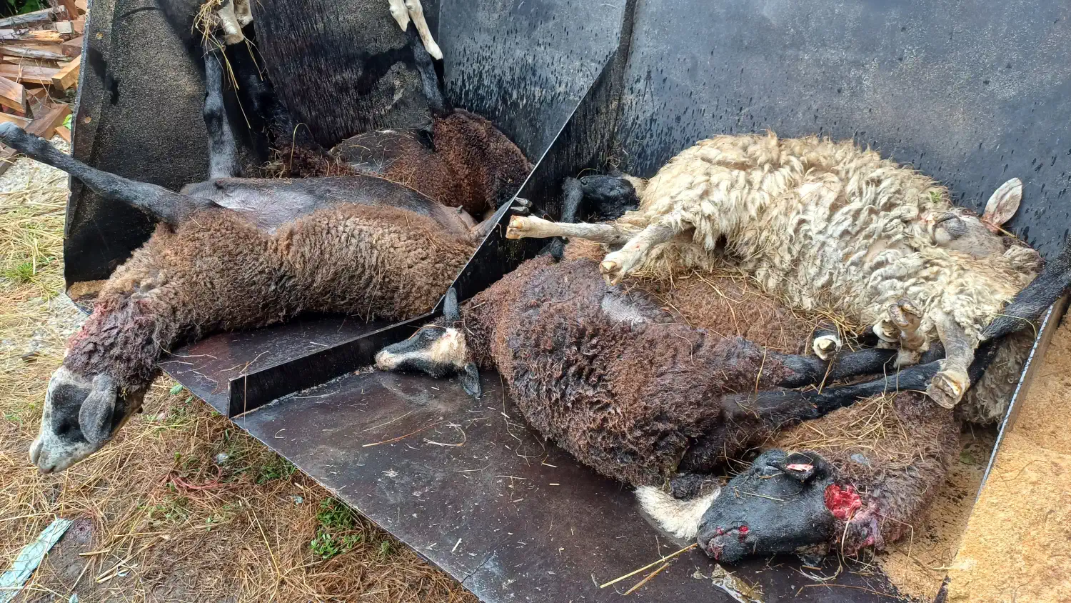 Psi lutalice (2) Psi lutalice (2)