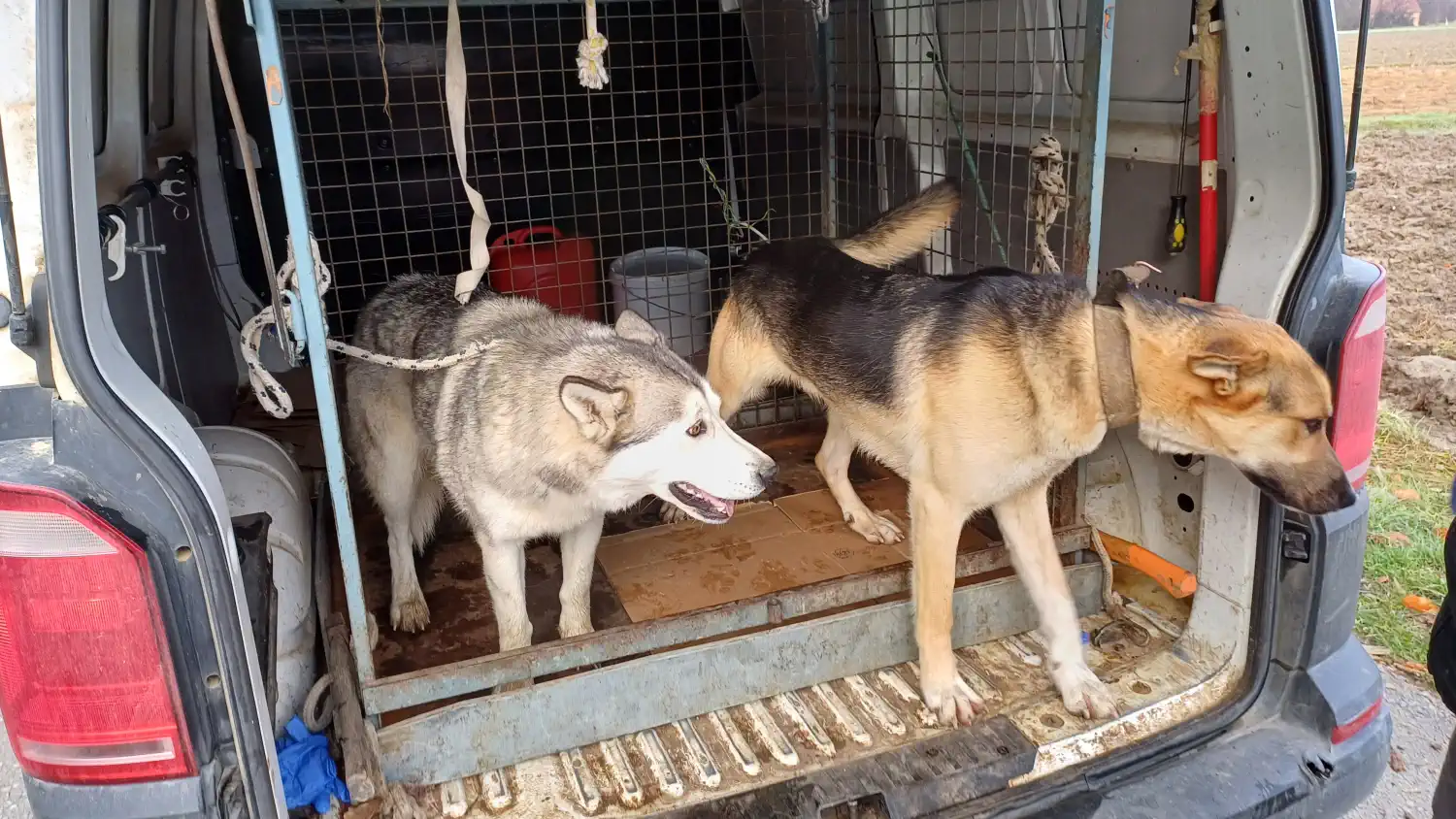 Psi lutalice (3) Psi lutalice (3)