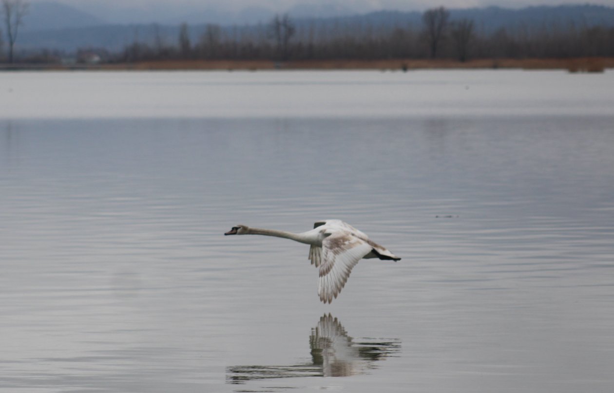 Ptice, priroda (1) Ptice, priroda (1)