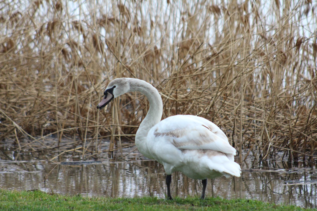 Ptice, priroda (2) Ptice, priroda (2)