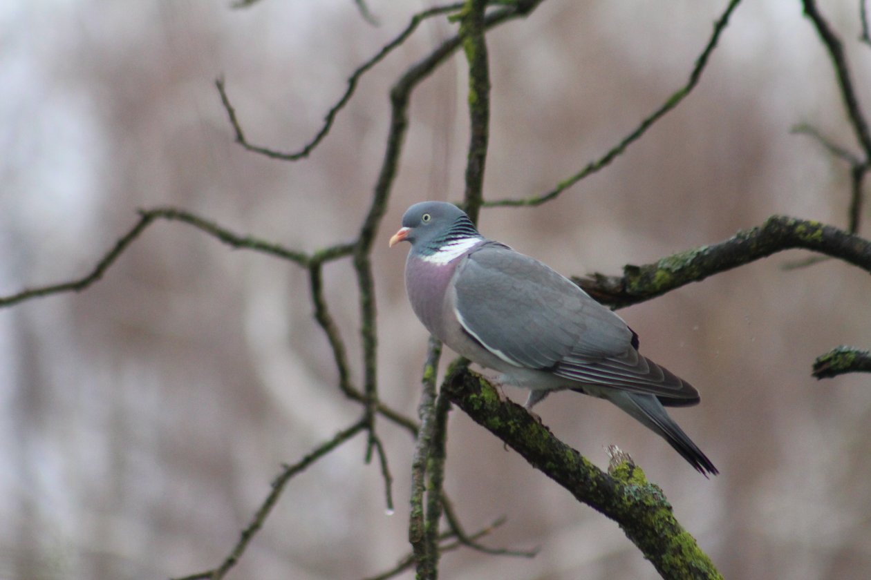 Ptice, priroda (6) Ptice, priroda (6)