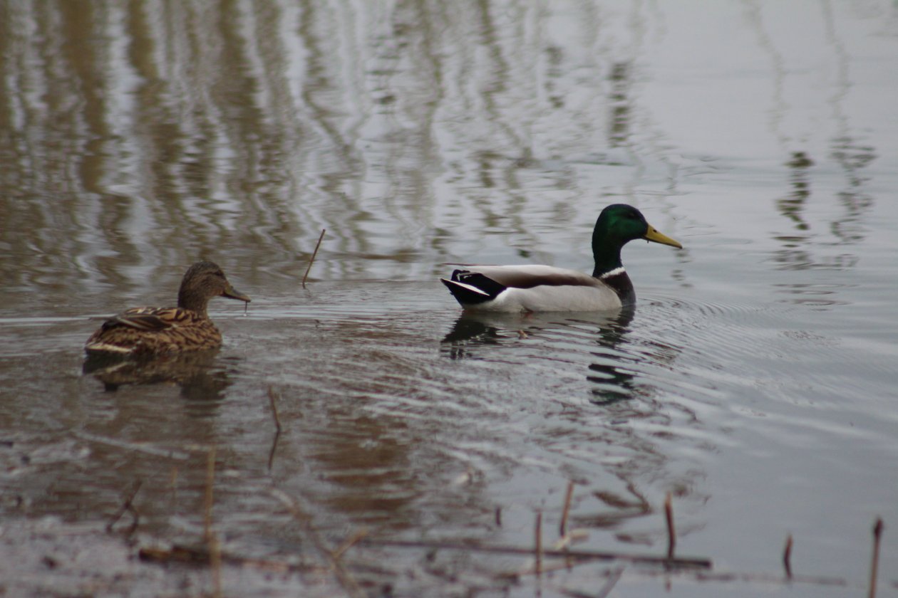 Ptice, priroda (7) Ptice, priroda (7)