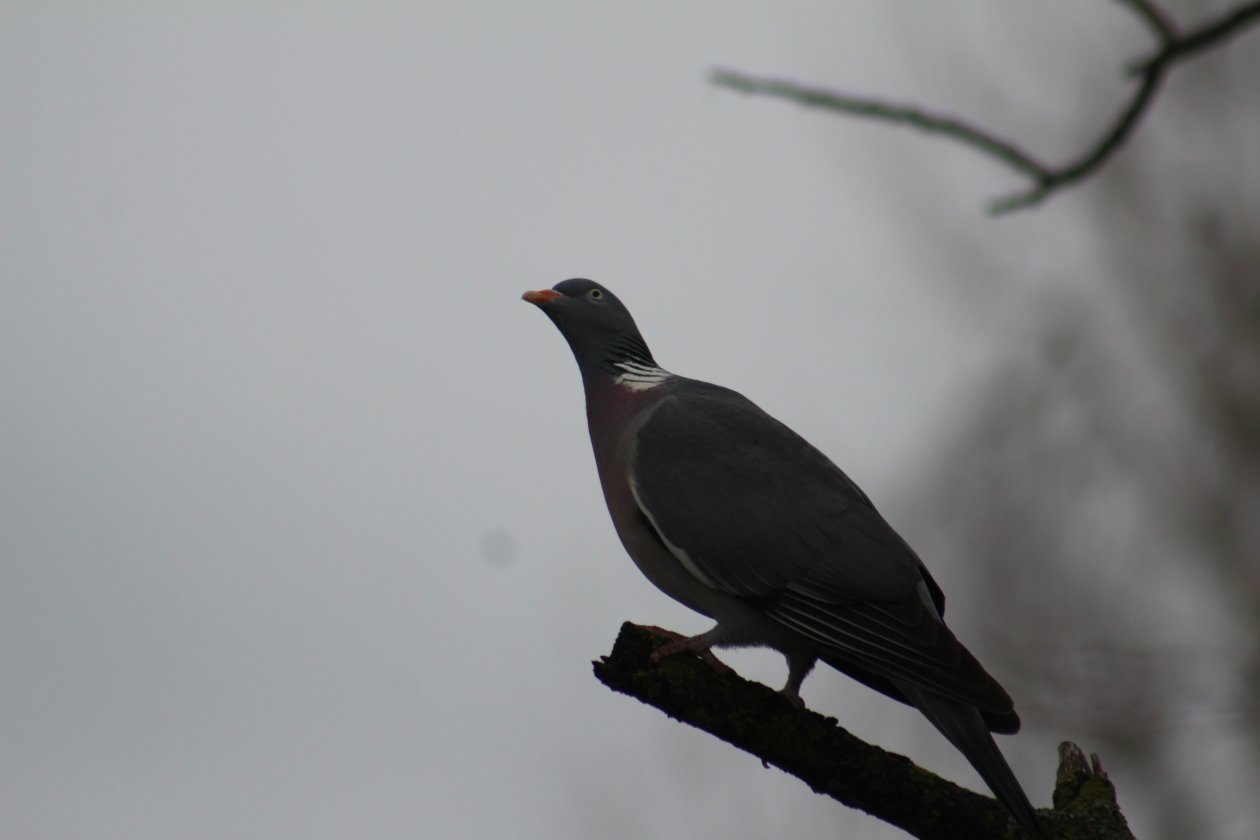 Ptice, priroda (8) Ptice, priroda (8)