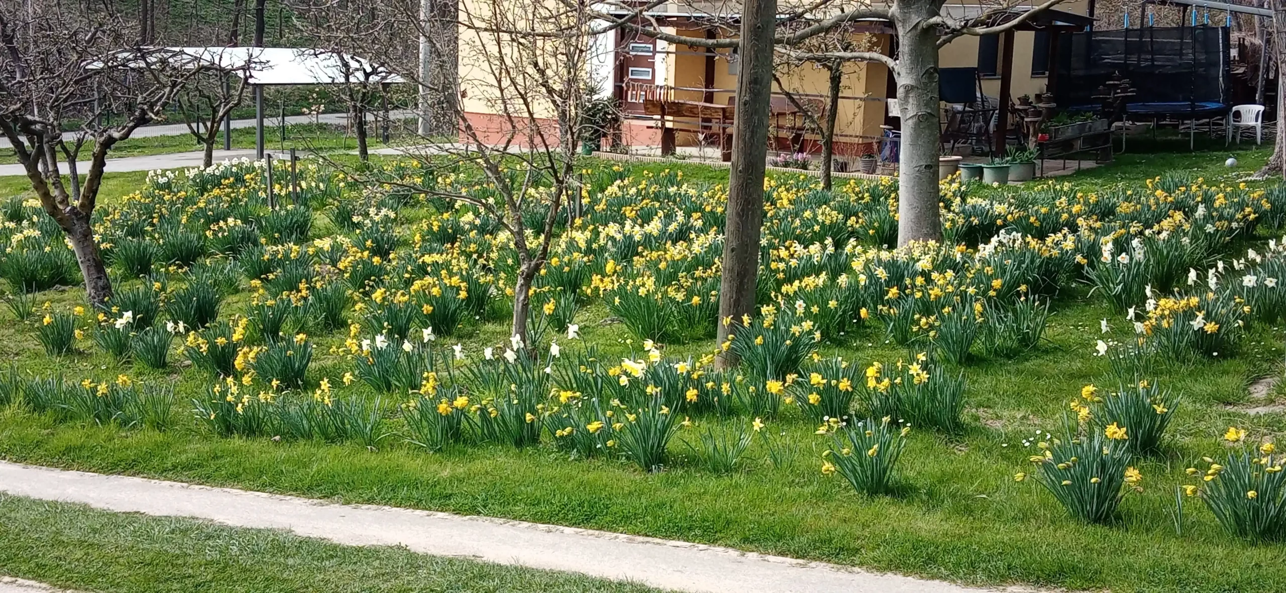 Puno dvorište narcisa (1) Puno dvorište narcisa (1)
