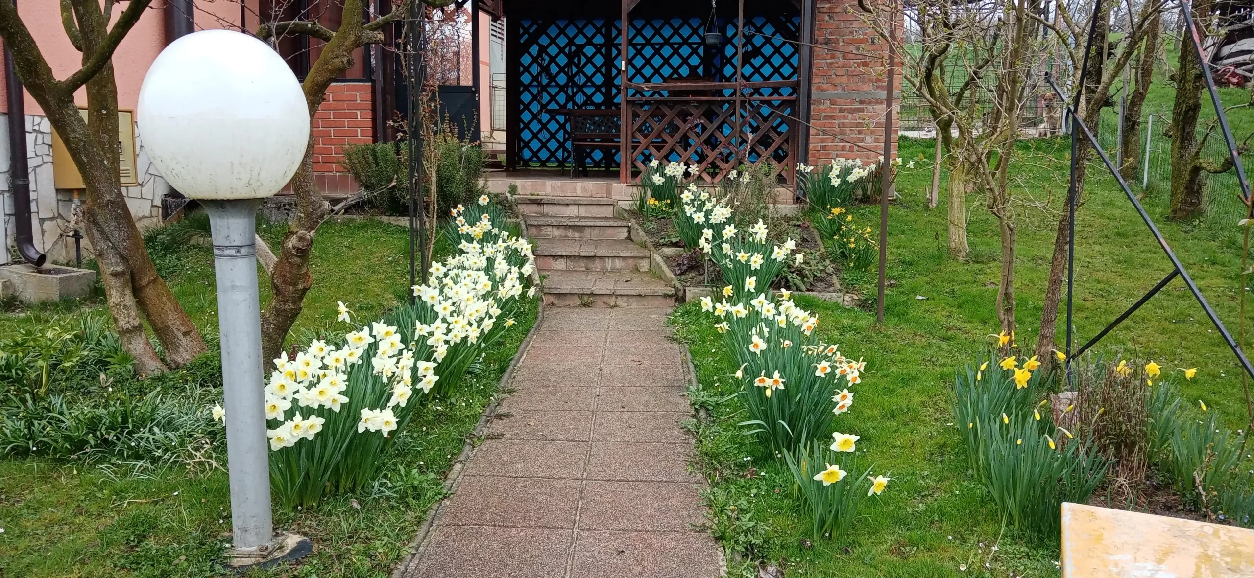 Puno dvorište narcisa (2) Puno dvorište narcisa (2)