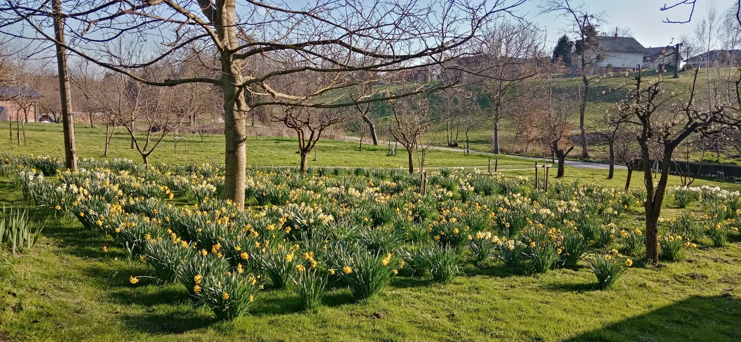 Puno dvorište narcisa (3) Puno dvorište narcisa (3)