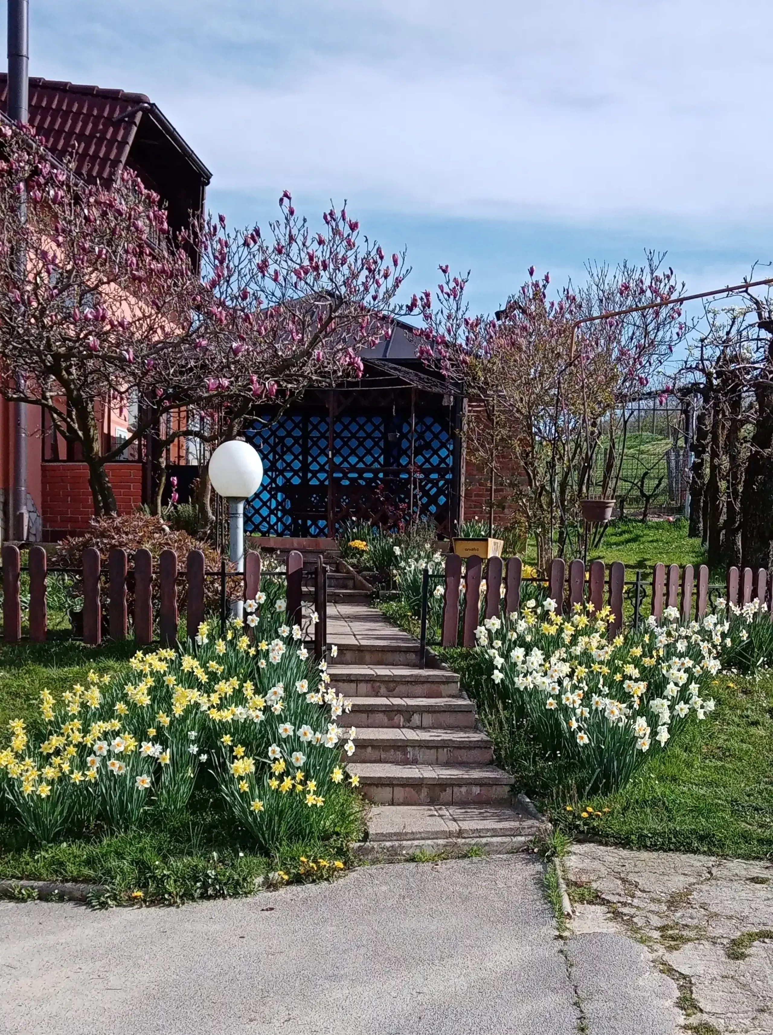 Puno dvorište narcisa (4) Puno dvorište narcisa (4)