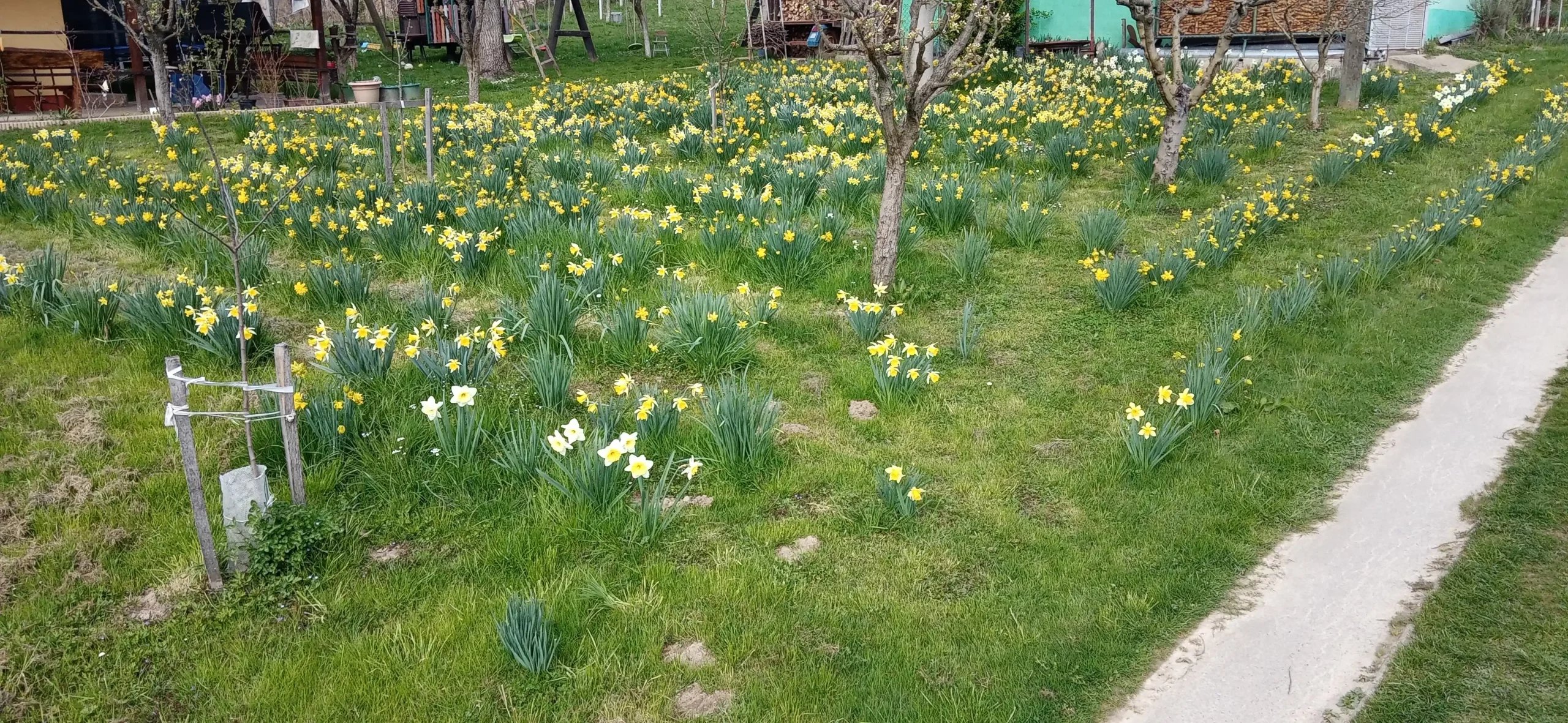 Puno dvorište narcisa (5) Puno dvorište narcisa (5)