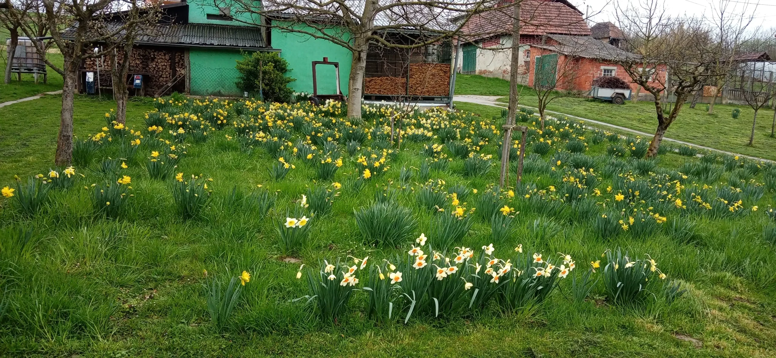 Puno dvorište narcisa (6) Puno dvorište narcisa (6)