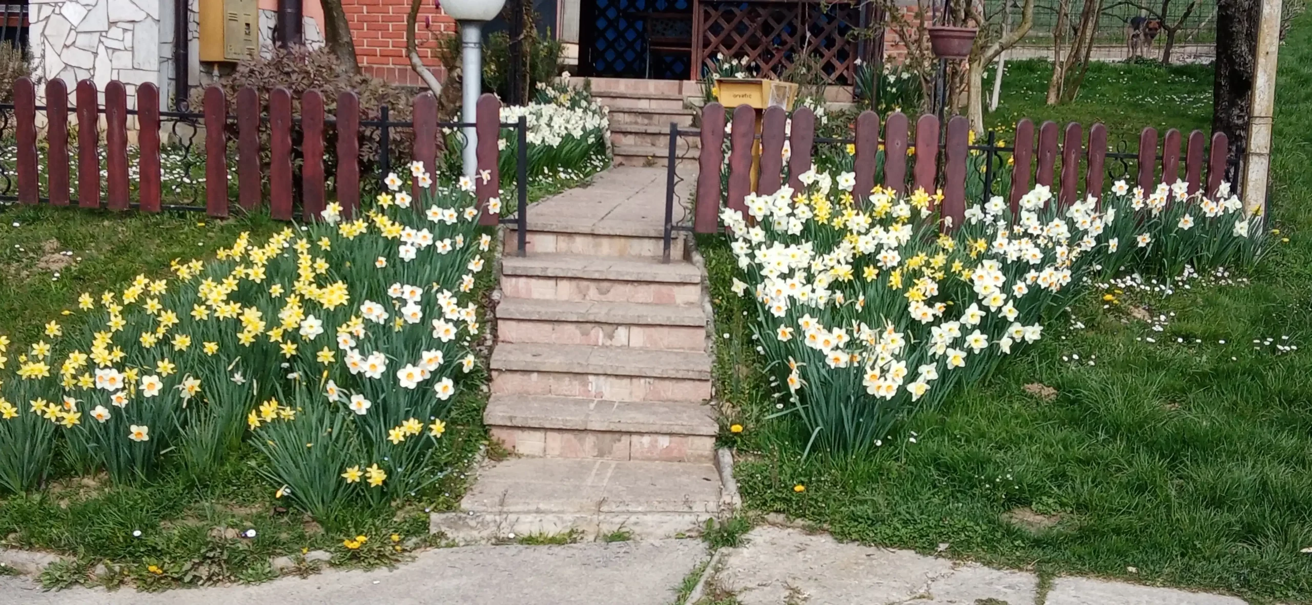 Puno dvorište narcisa (7) Puno dvorište narcisa (7)