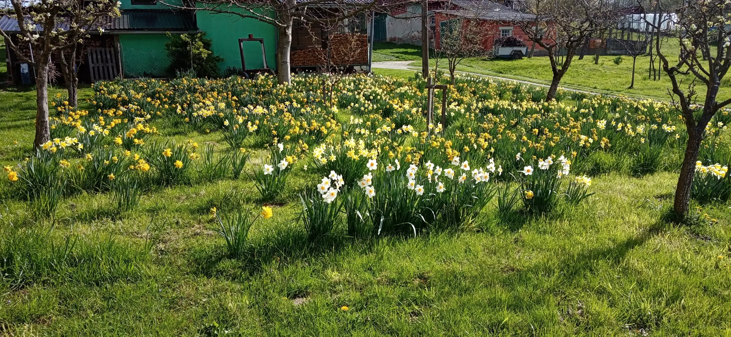 Puno dvorište narcisa (8) Puno dvorište narcisa (8)