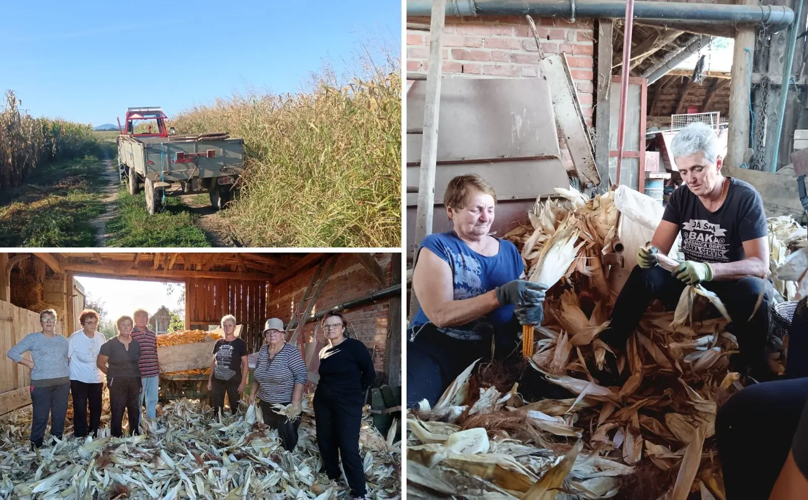 RUČNA BERBA KUKURUZA, PUŠĆINE