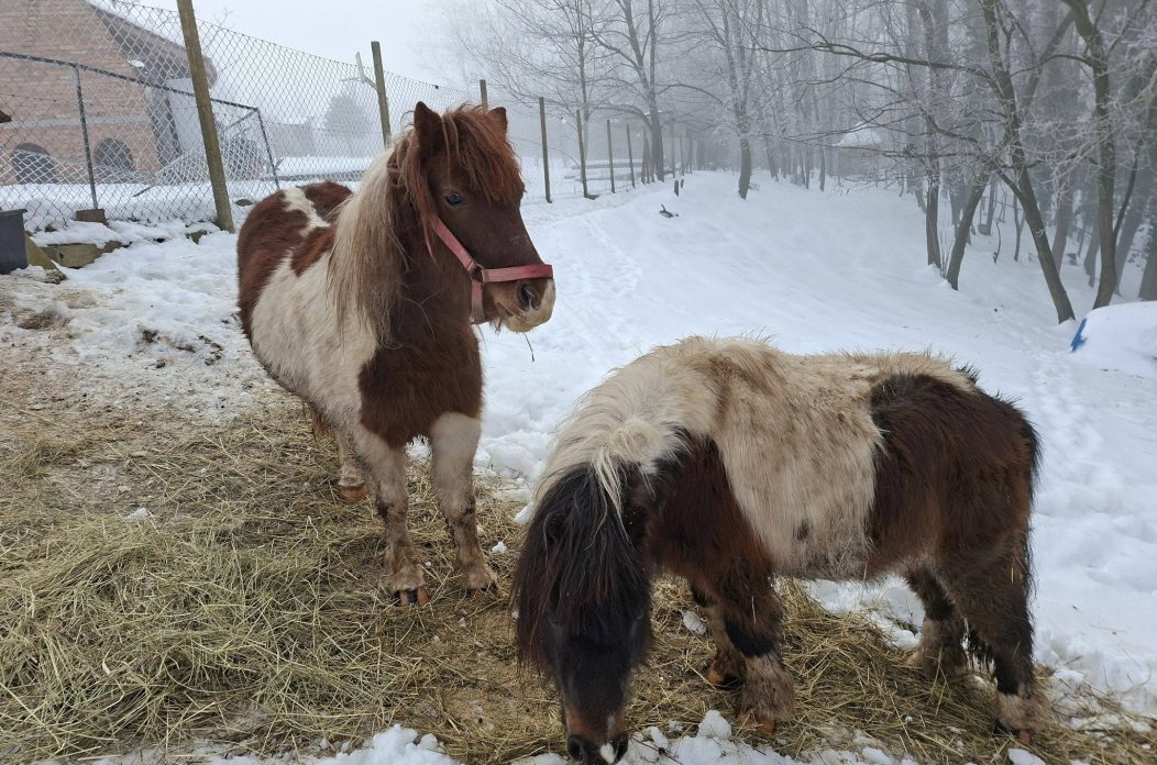 Ranch Curek poni Lada Bero Pleškovec 1