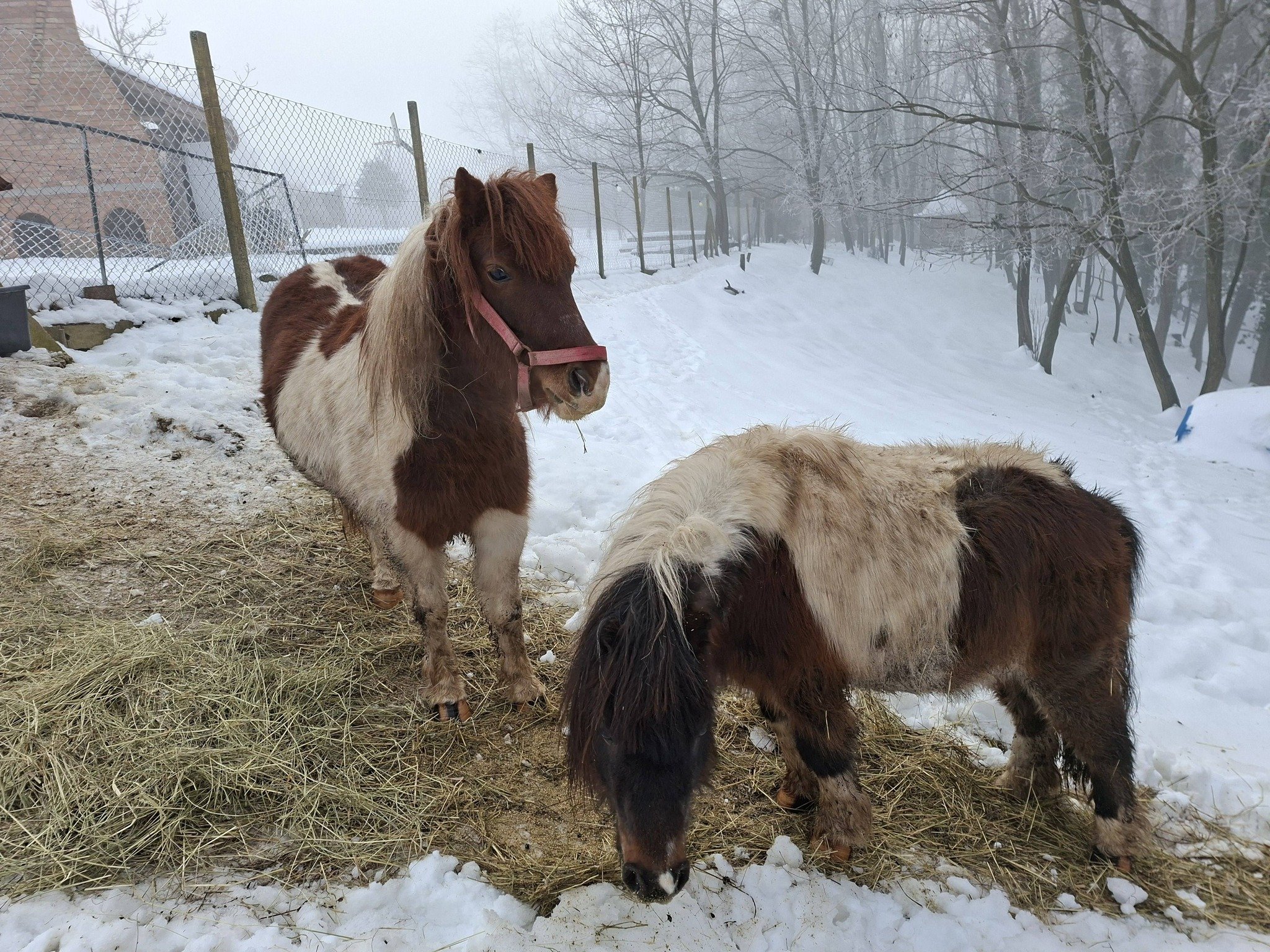 Ranch Curek poni Lada Bero Pleškovec 1