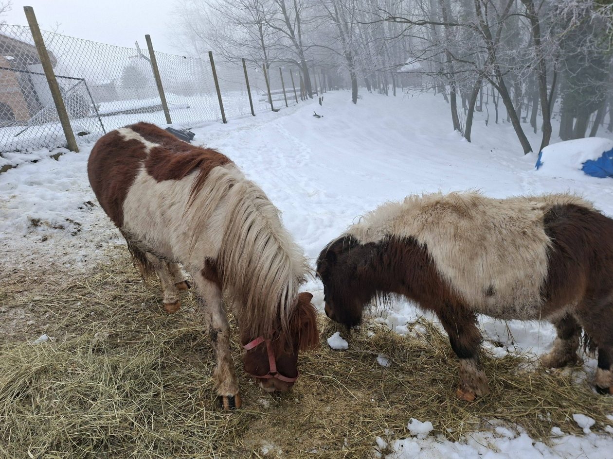 Ranch Curek poni Lada Bero Pleškovec 2