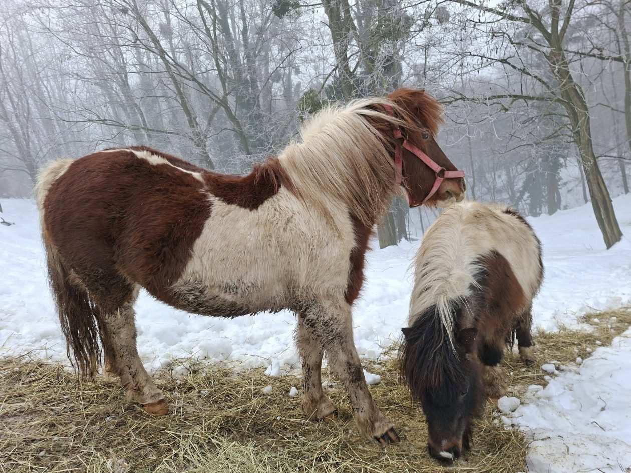 Ranch Curek poni Lada Bero Pleškovec 3