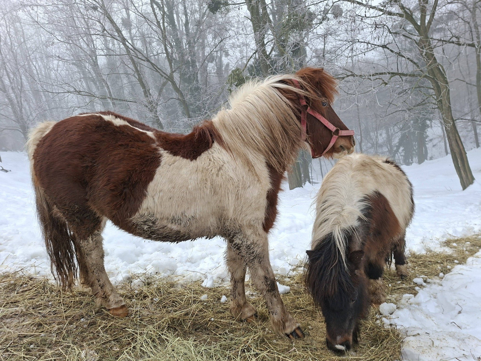 Ranch Curek poni Lada Bero Pleškovec 3
