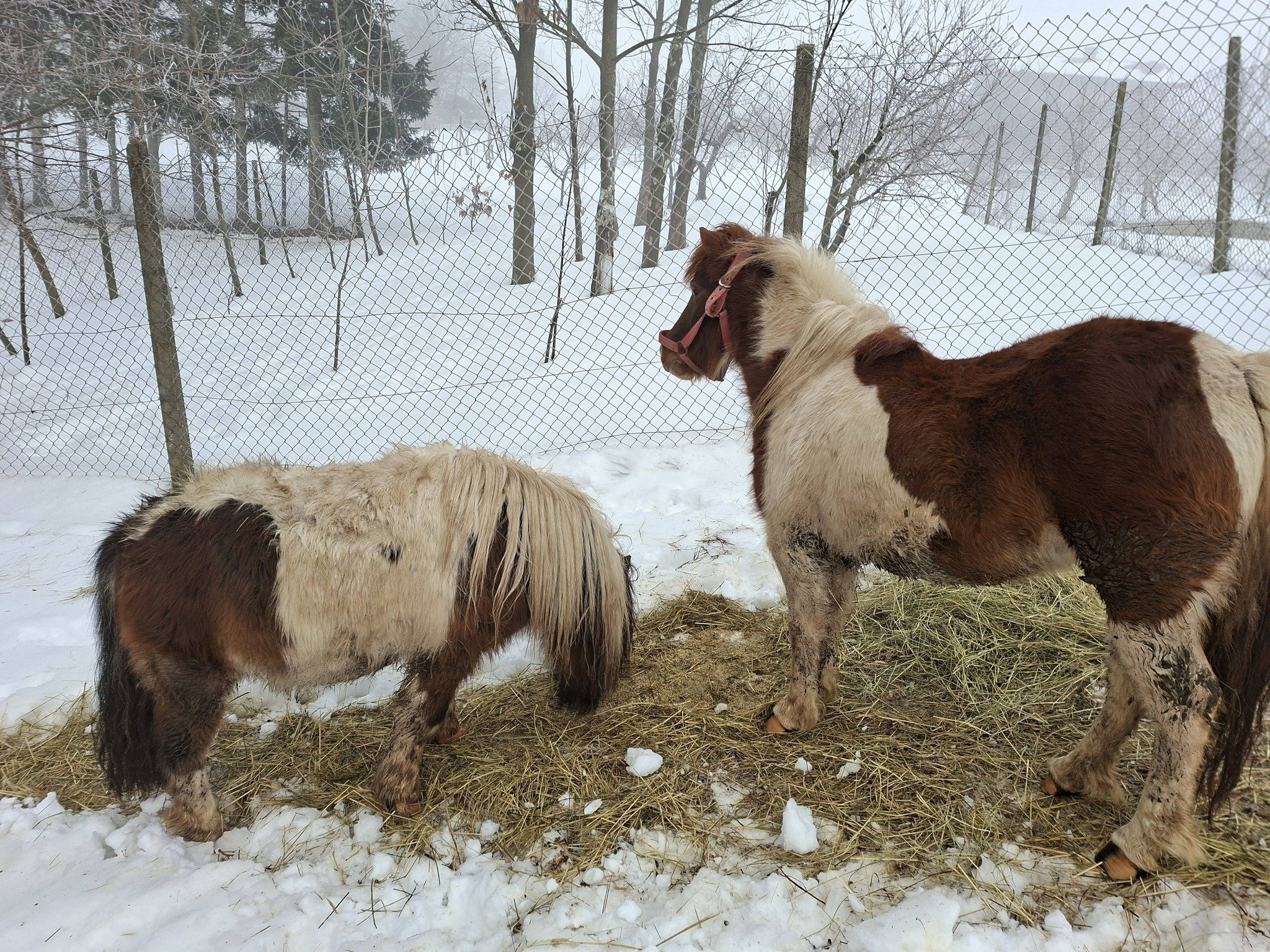 Ranch Curek poni Lada Bero Pleškovec 4