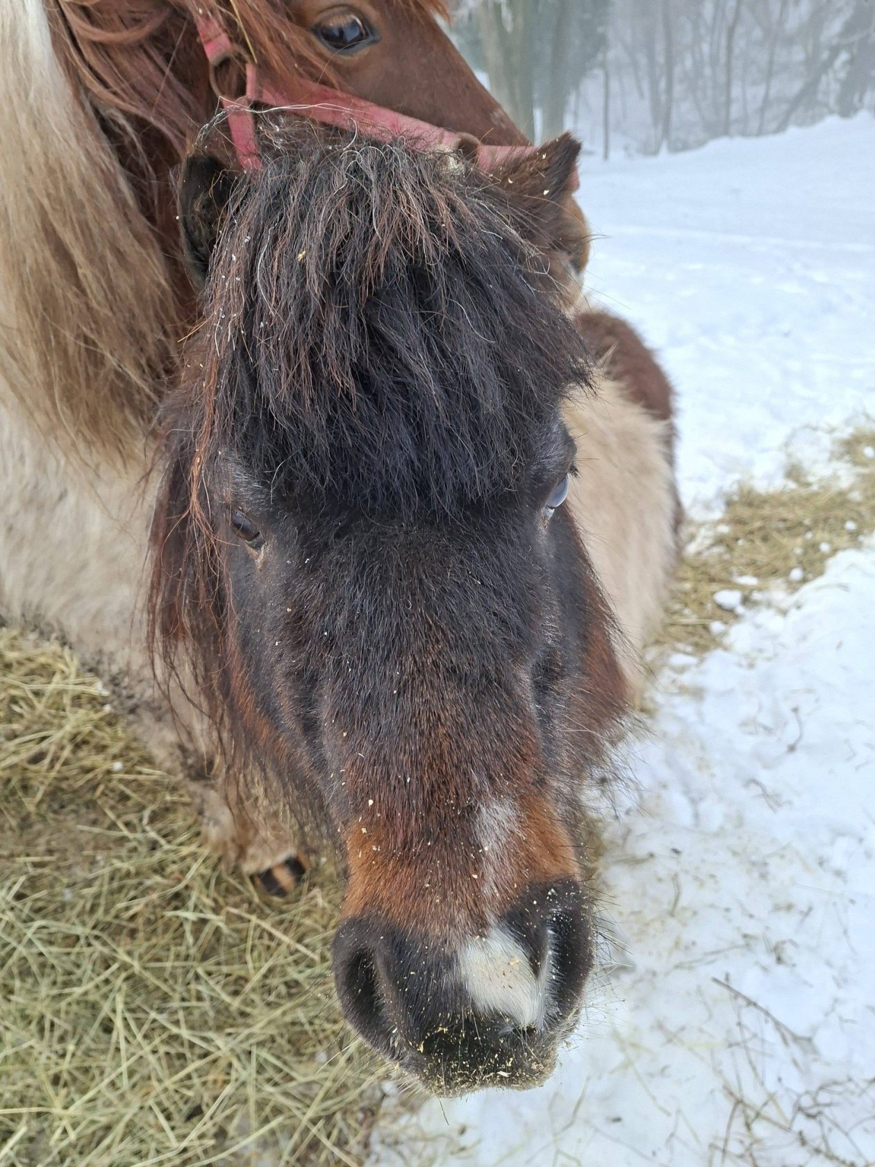 Ranch curek poni lada bero