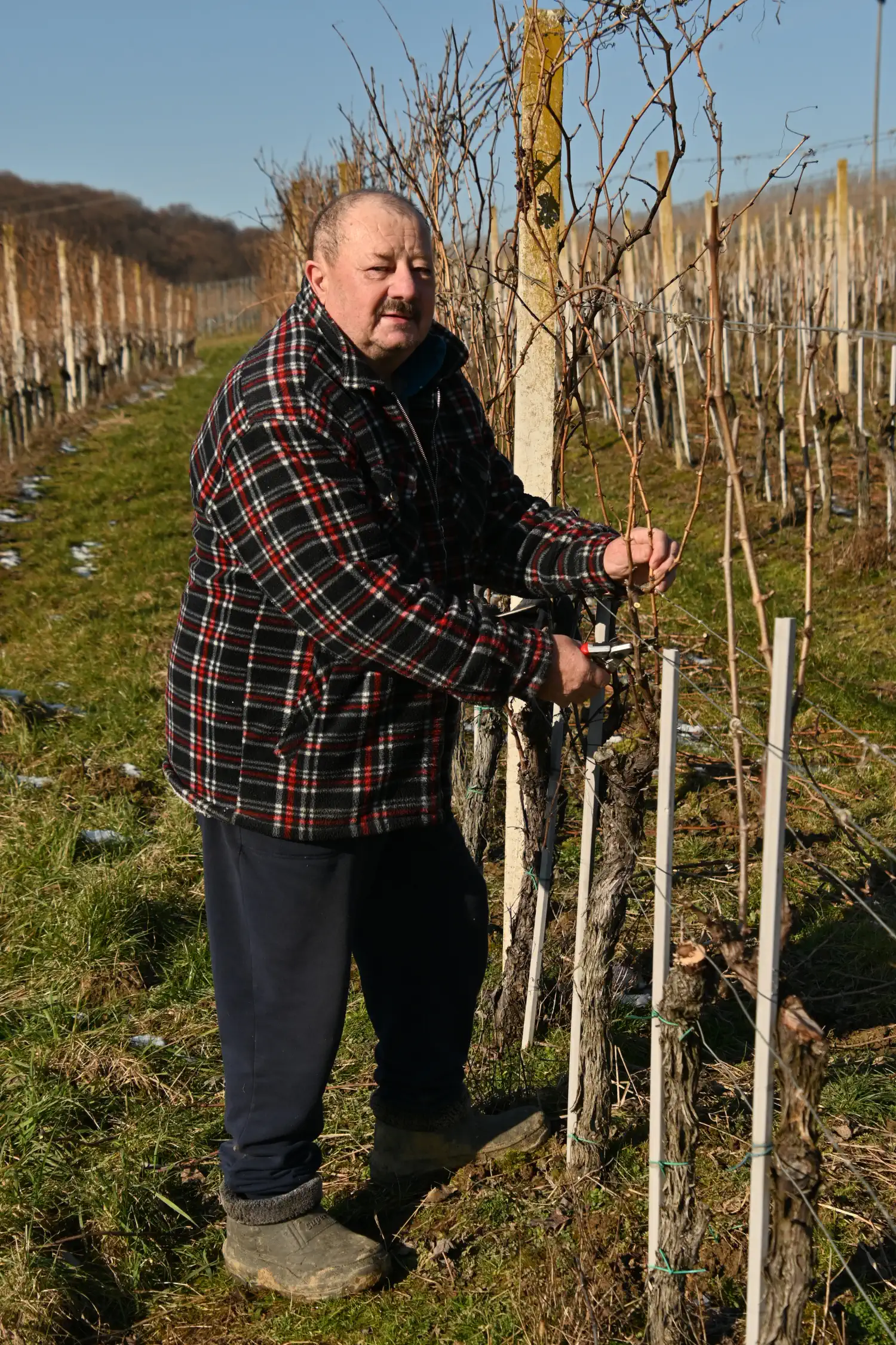 Rezidba, vinograd (1)