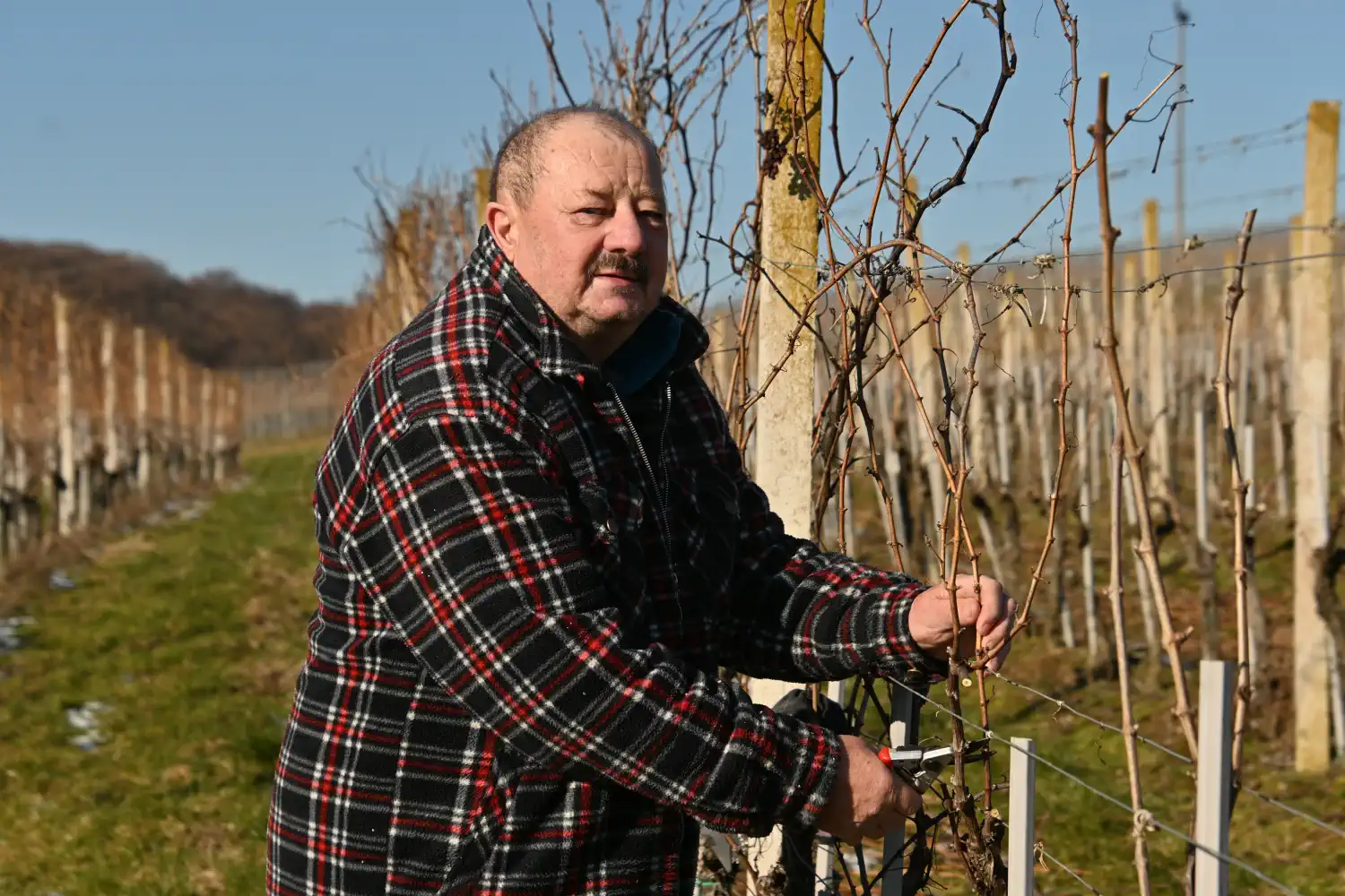 Rezidba, vinograd (2)