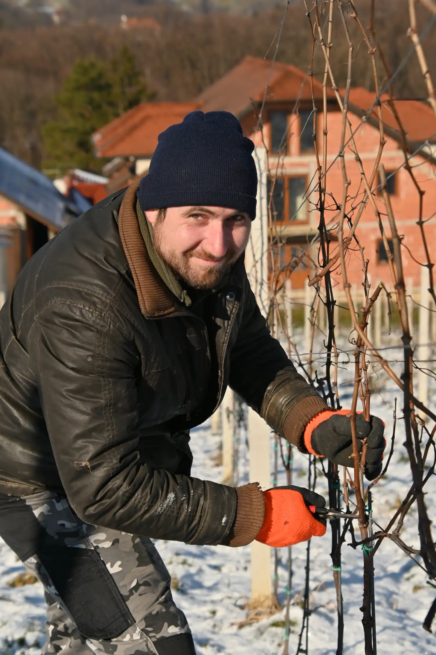 Rezidba, vinograd (3)