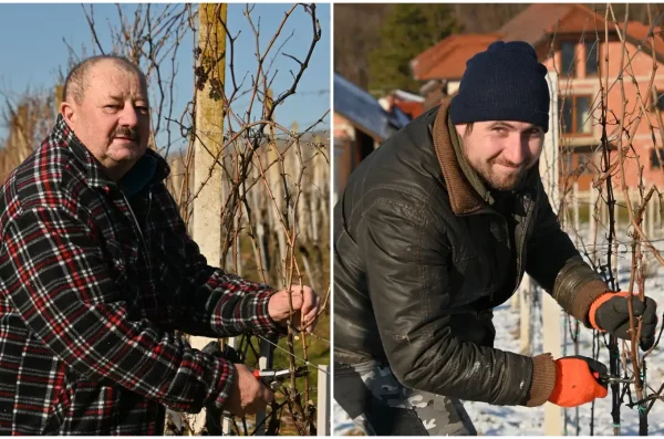 Rezidba, vinograd (5)