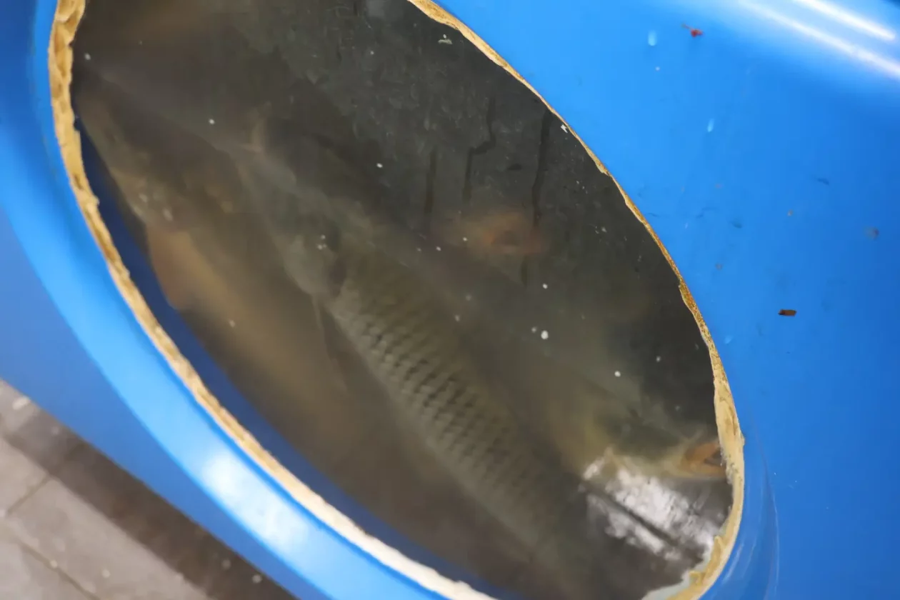 Ribarnica Čakovec Badnjak 24.12.2025 (10)