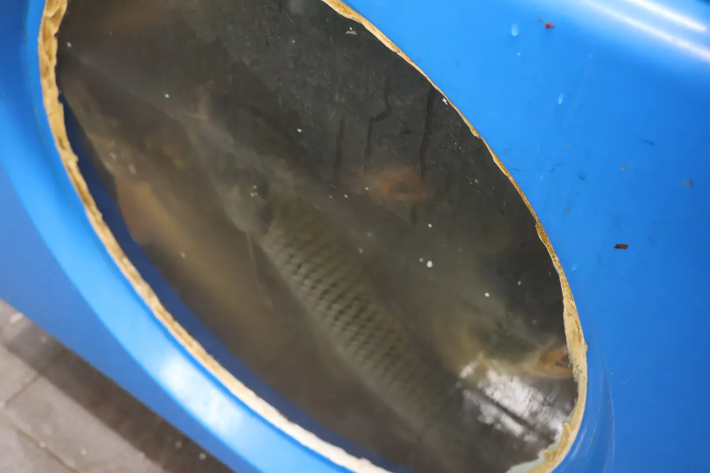 Ribarnica Čakovec Badnjak 24.12.2025 (10)