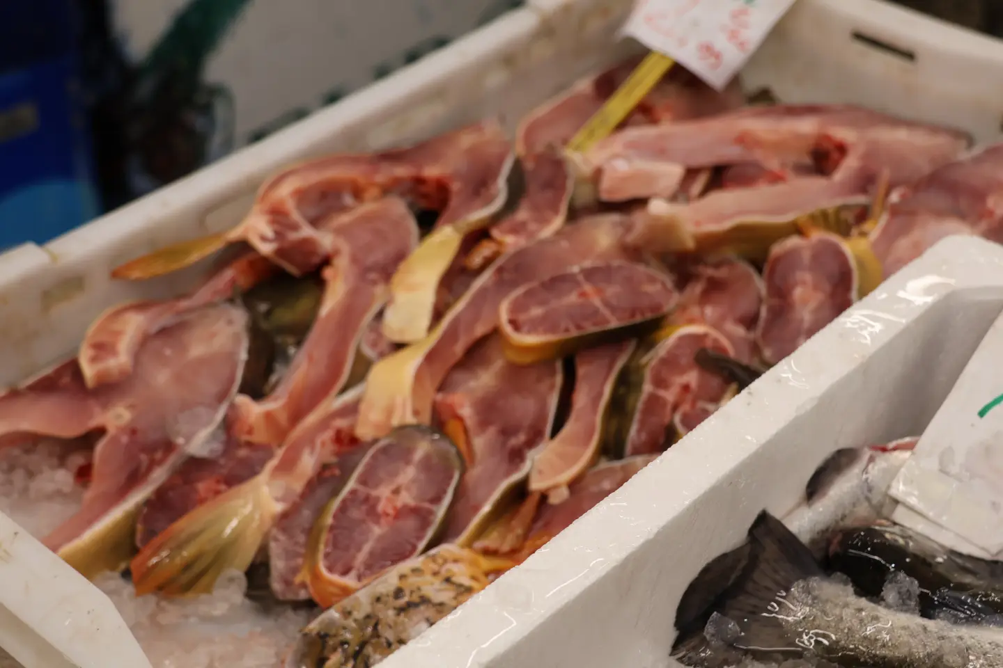 Ribarnica Čakovec Badnjak 24.12.2025 (11)