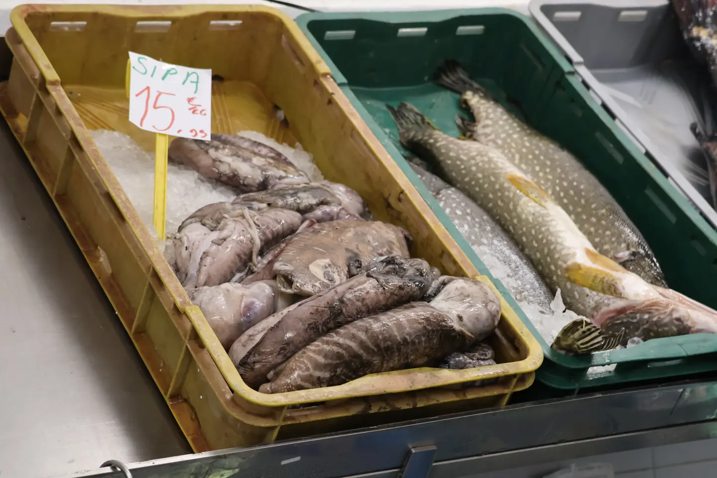 Ribarnica Čakovec Badnjak 24.12.2025 (22)