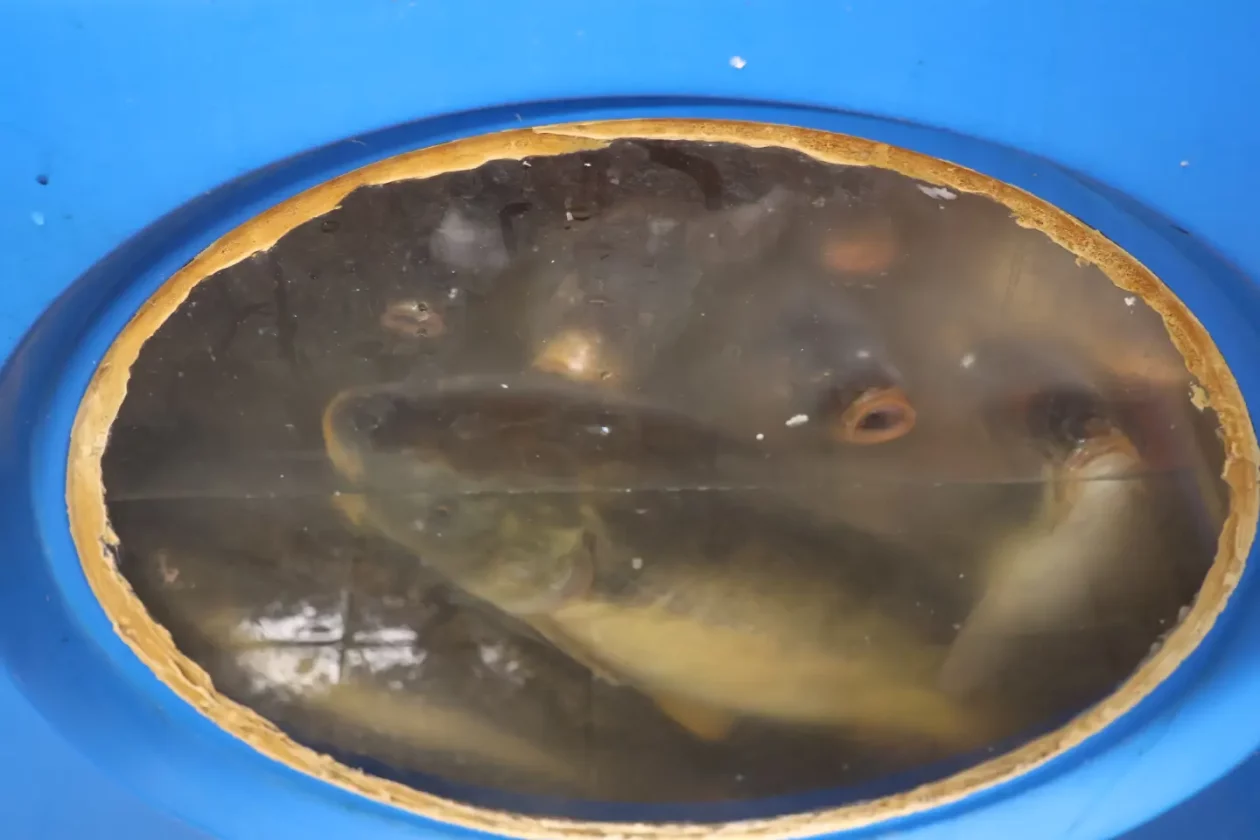 Ribarnica Čakovec Badnjak 24.12.2025 (9)