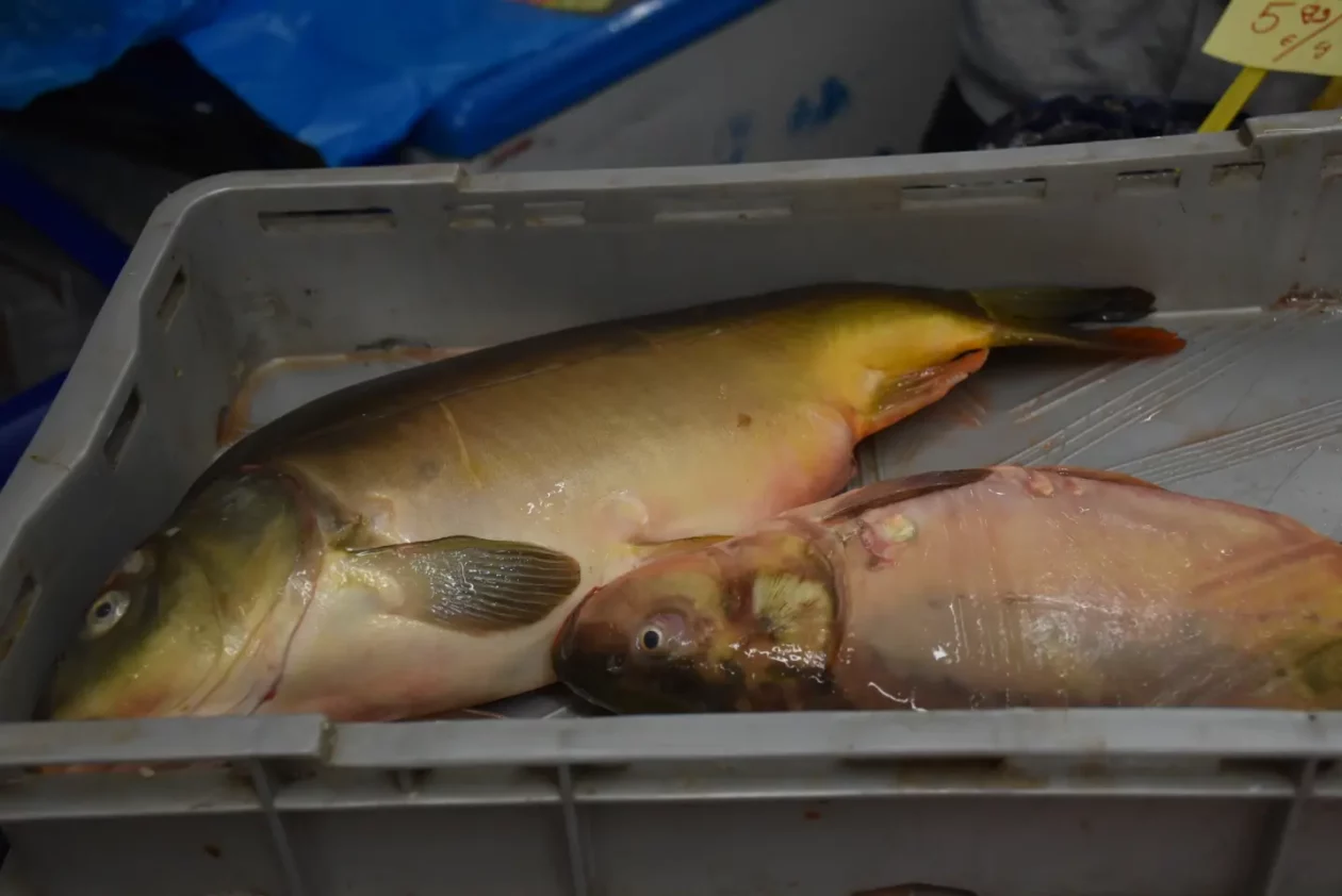 Ribarnica Orka, Čakovec, Veliki petak (7)