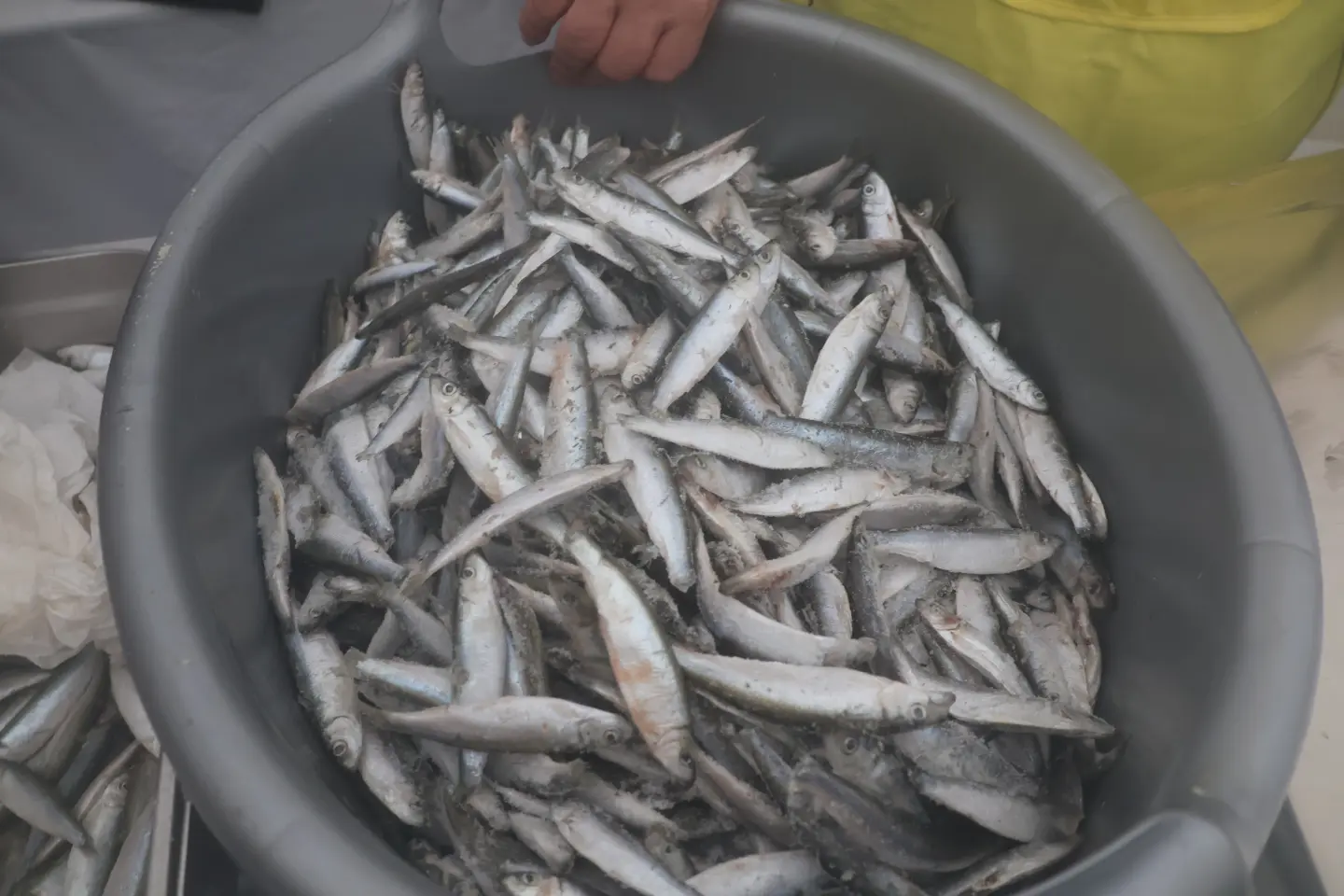 Ribice, Badnjak, Podjela, Franjevački trg, Čakovec 24.12.2025 (20)