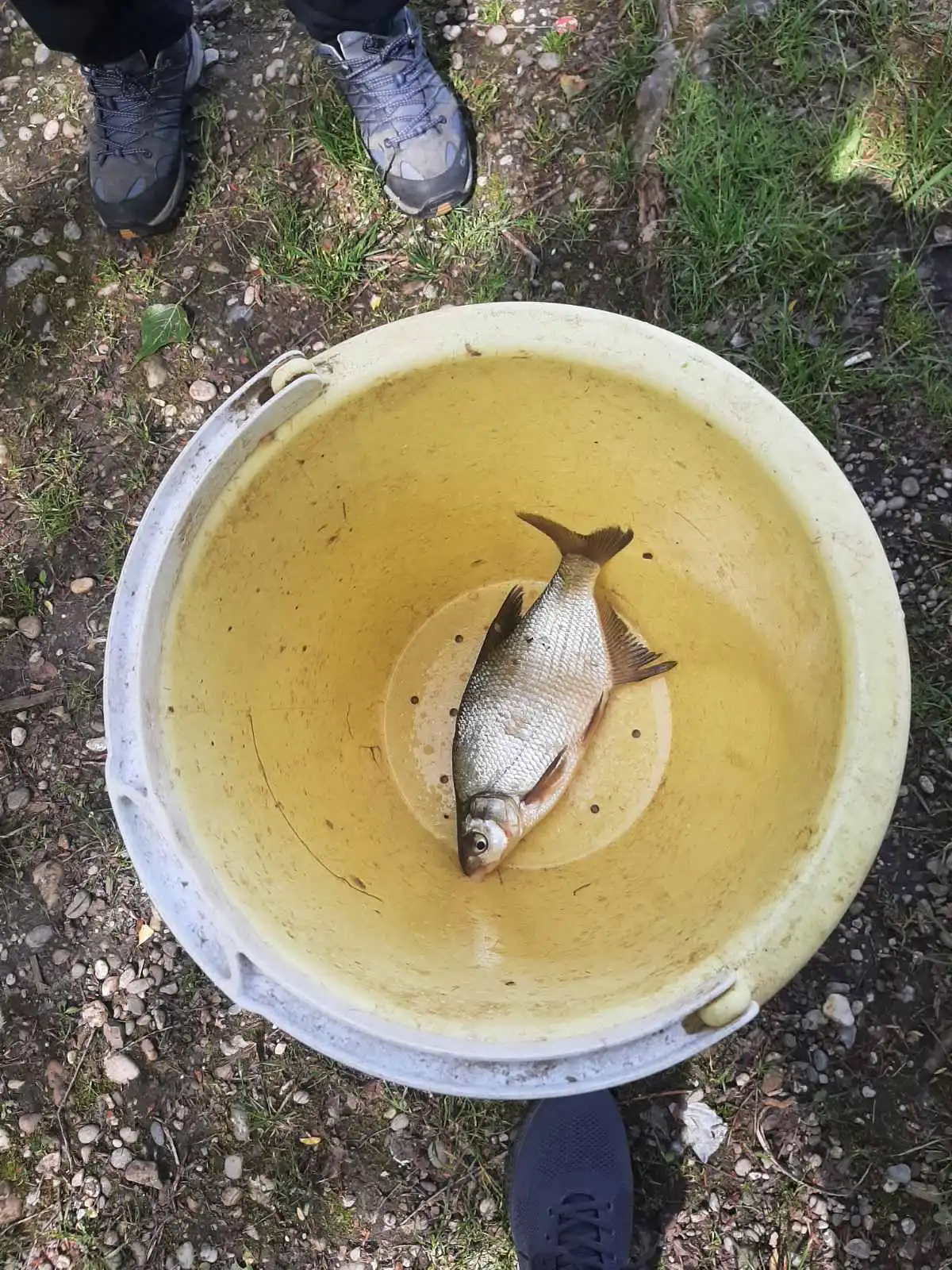 Ribičko natjecanje VRO Bljesak Ivanovec (29) riba u škafu Ribičko natjecanje VRO Bljesak Ivanovec (29) riba u škafu