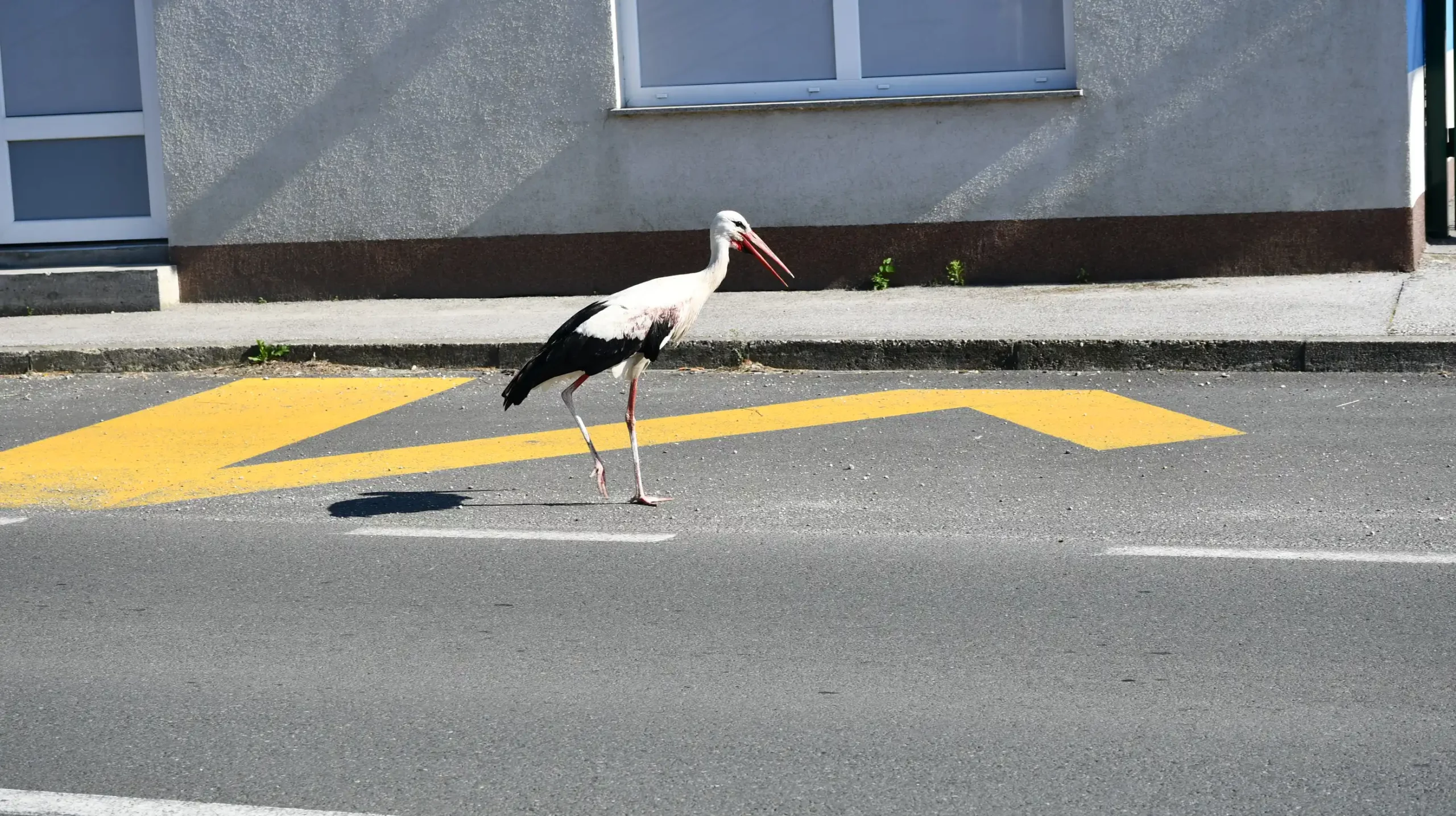 Roda u Draškovcu (3)