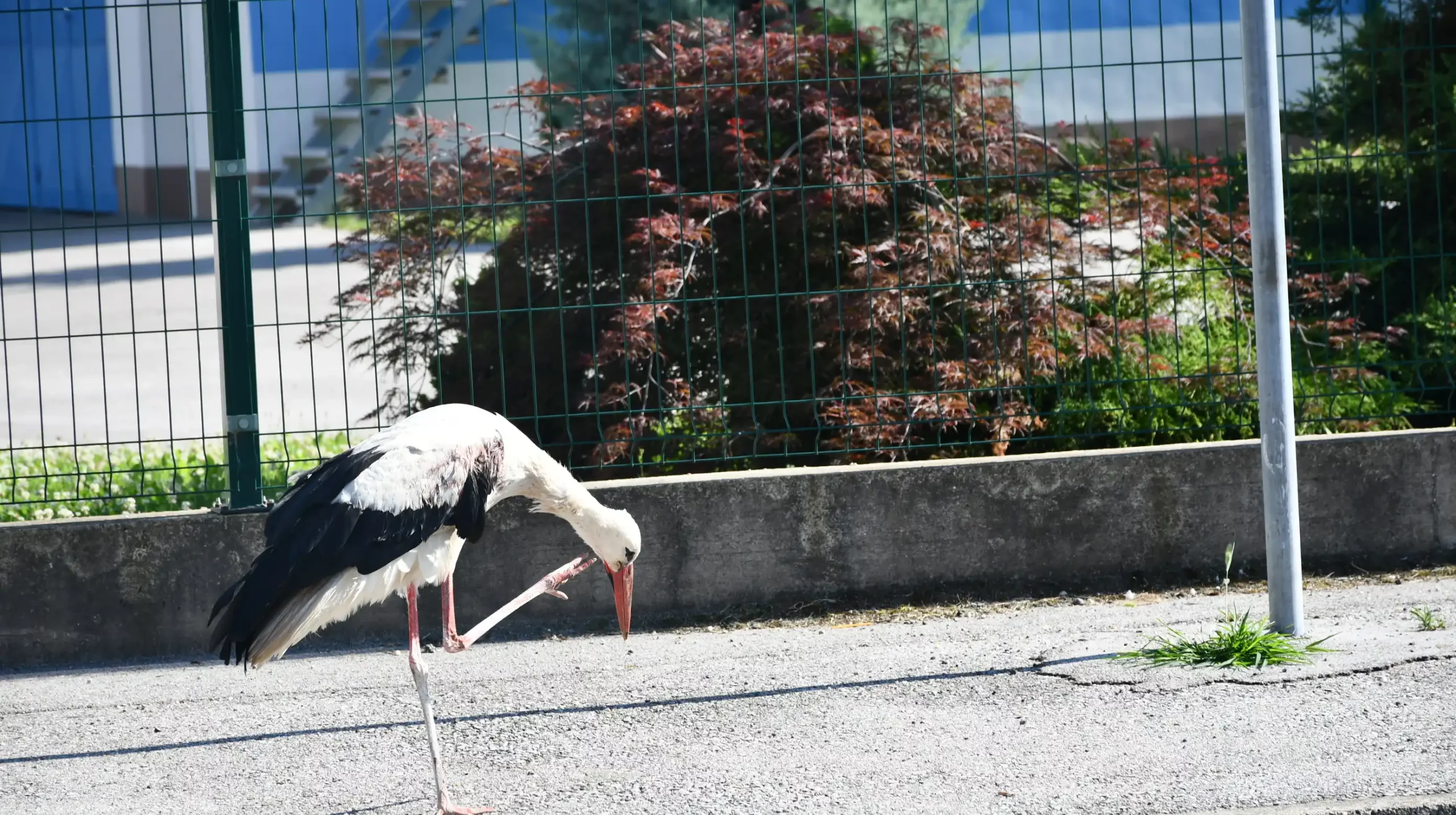 Roda u Draškovcu (4)