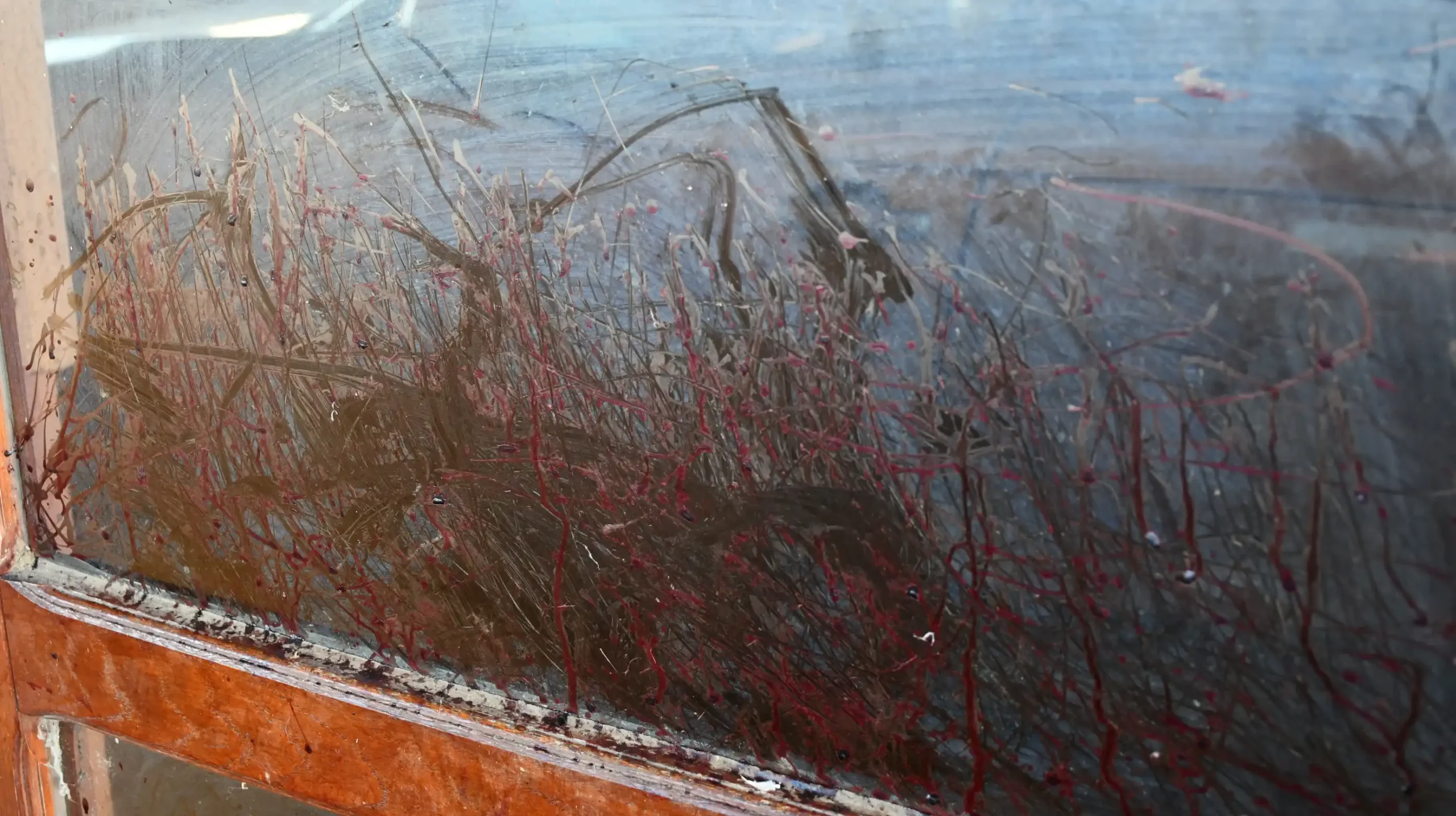 Roda u Draškovcu (7)