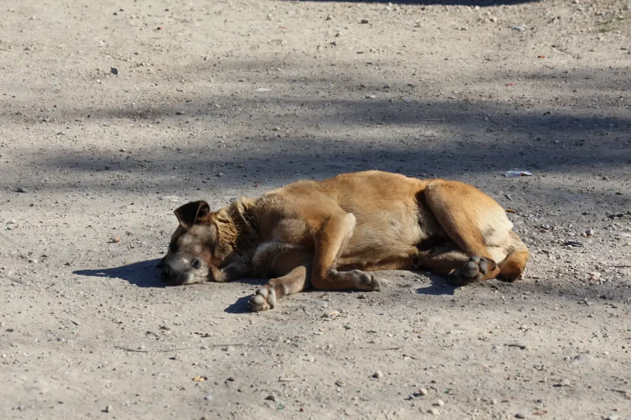 Romsko naselje Kuršanec Lug 2026 autor PB (9)