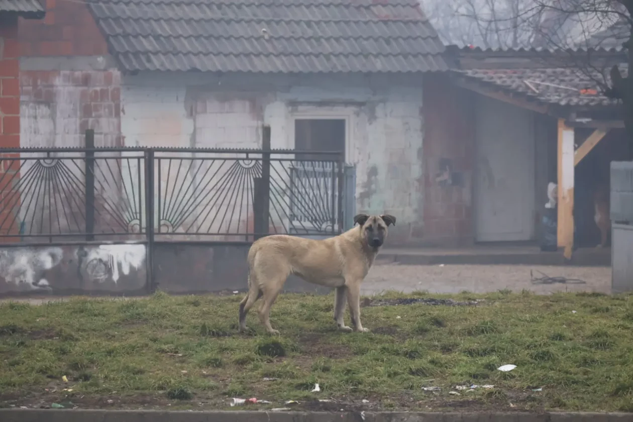 Romsko naselje Pribislavec pas (42)
