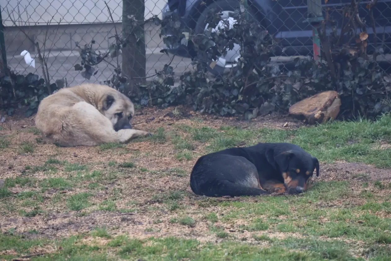 Romsko naselje Pribislavec pas psi (38)