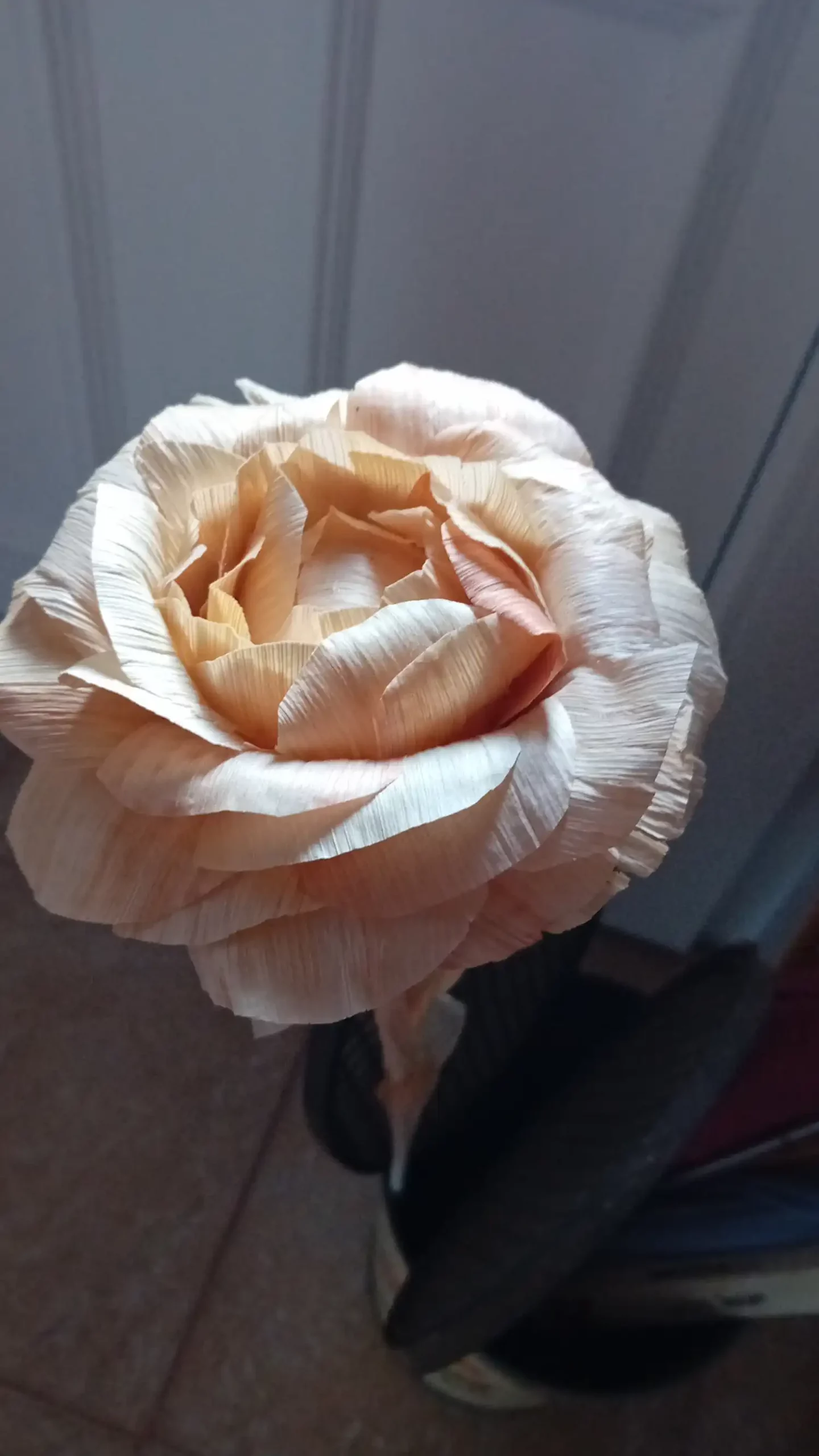 Rozina Novak (6) Rozina Novak (6)