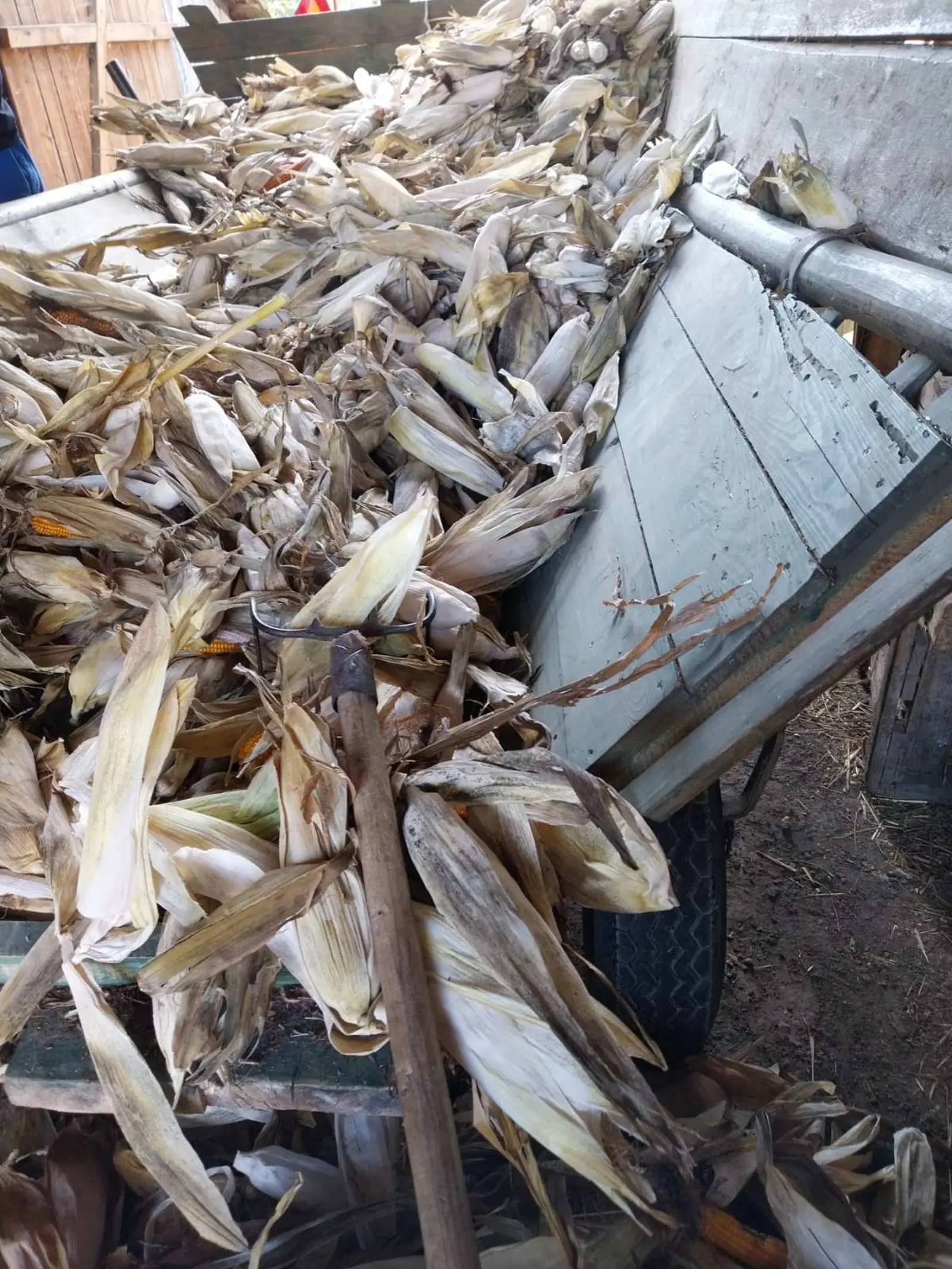 Ručna berba kukuruza, pušćine(15)