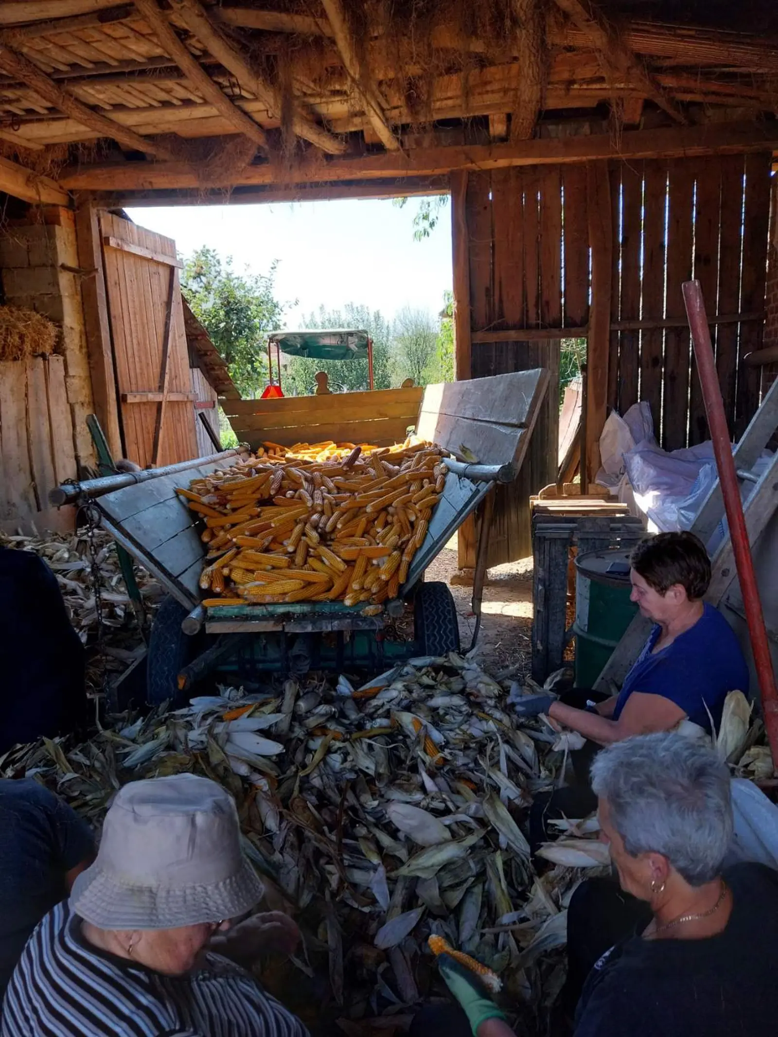 Ručna berba kukuruza, pušćine(16)