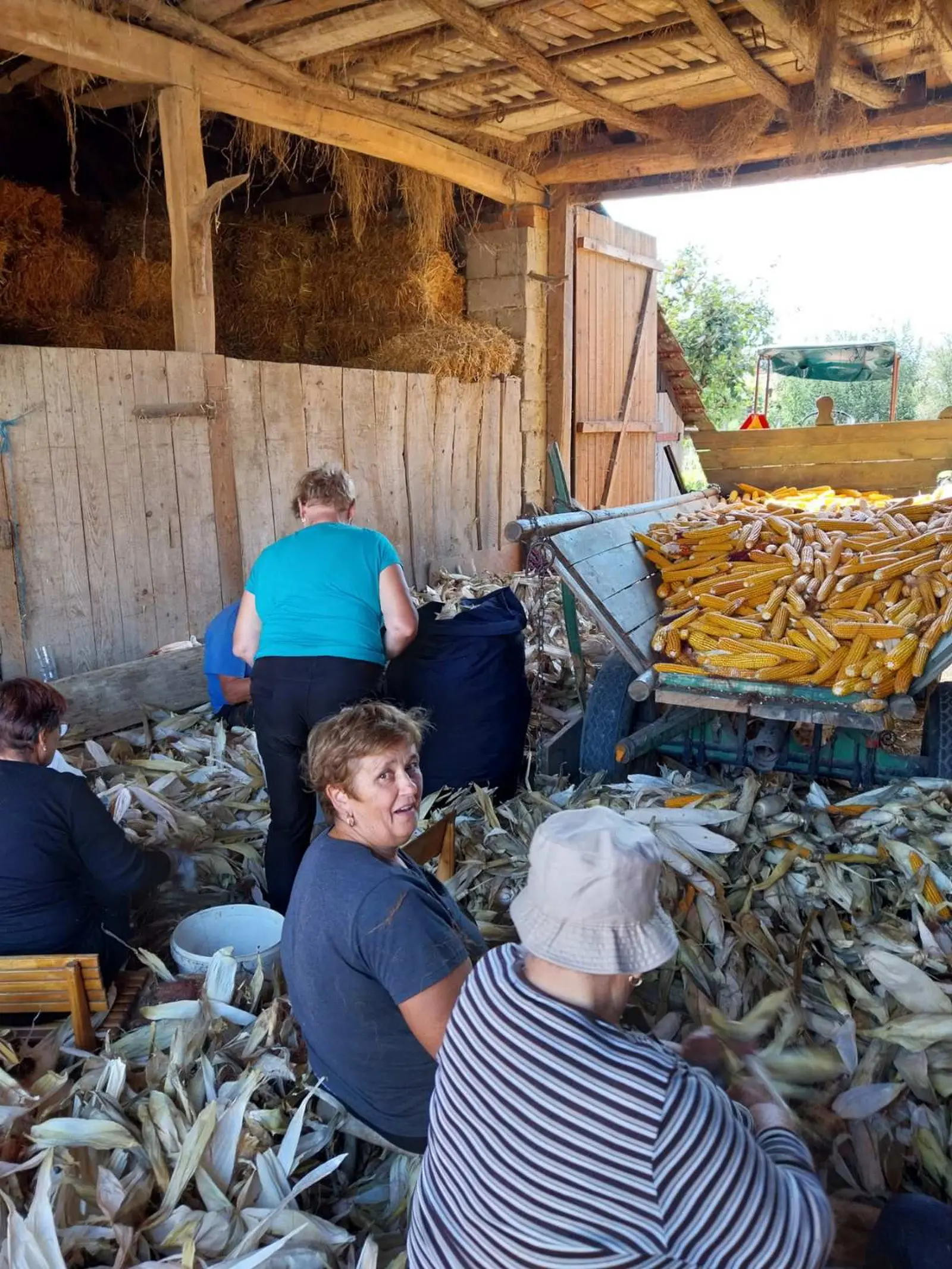 Ručna berba kukuruza, pušćine(17)