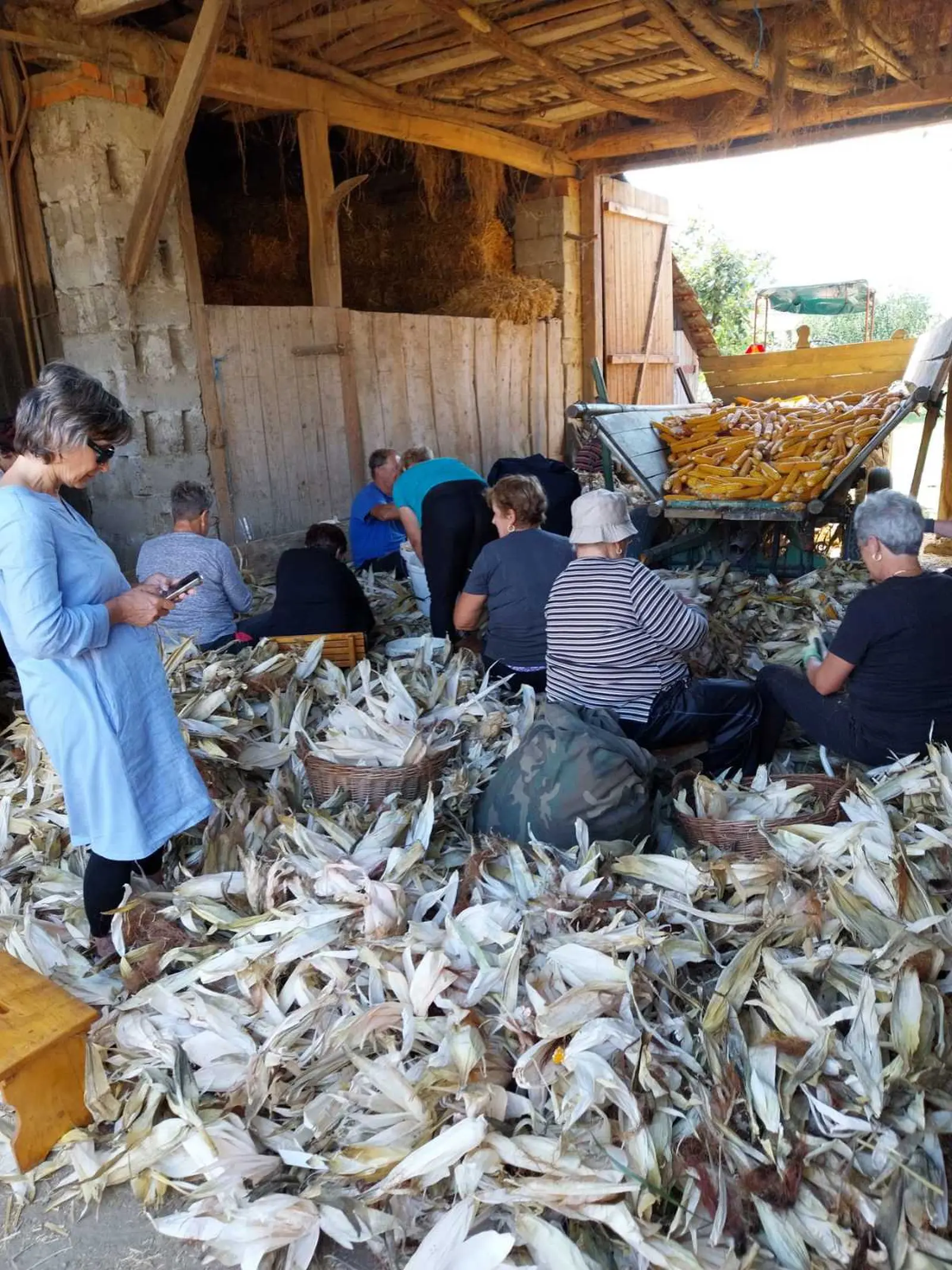 Ručna berba kukuruza, pušćine(18)