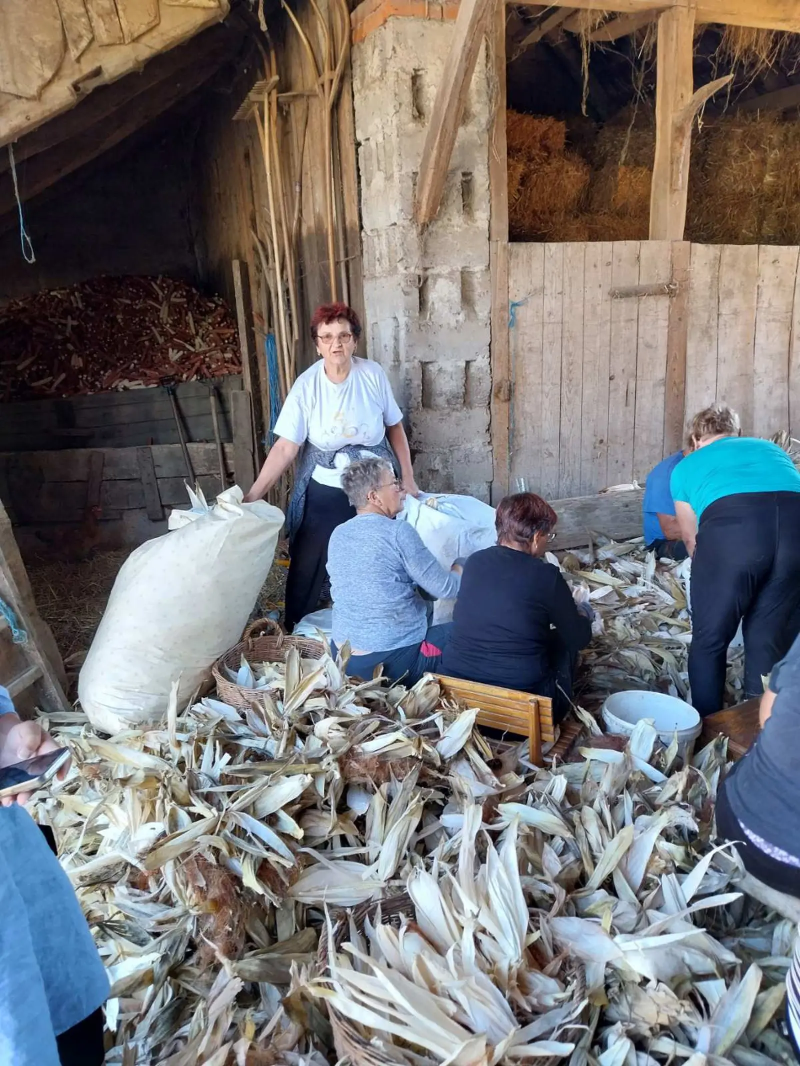 Ručna berba kukuruza, pušćine(19)