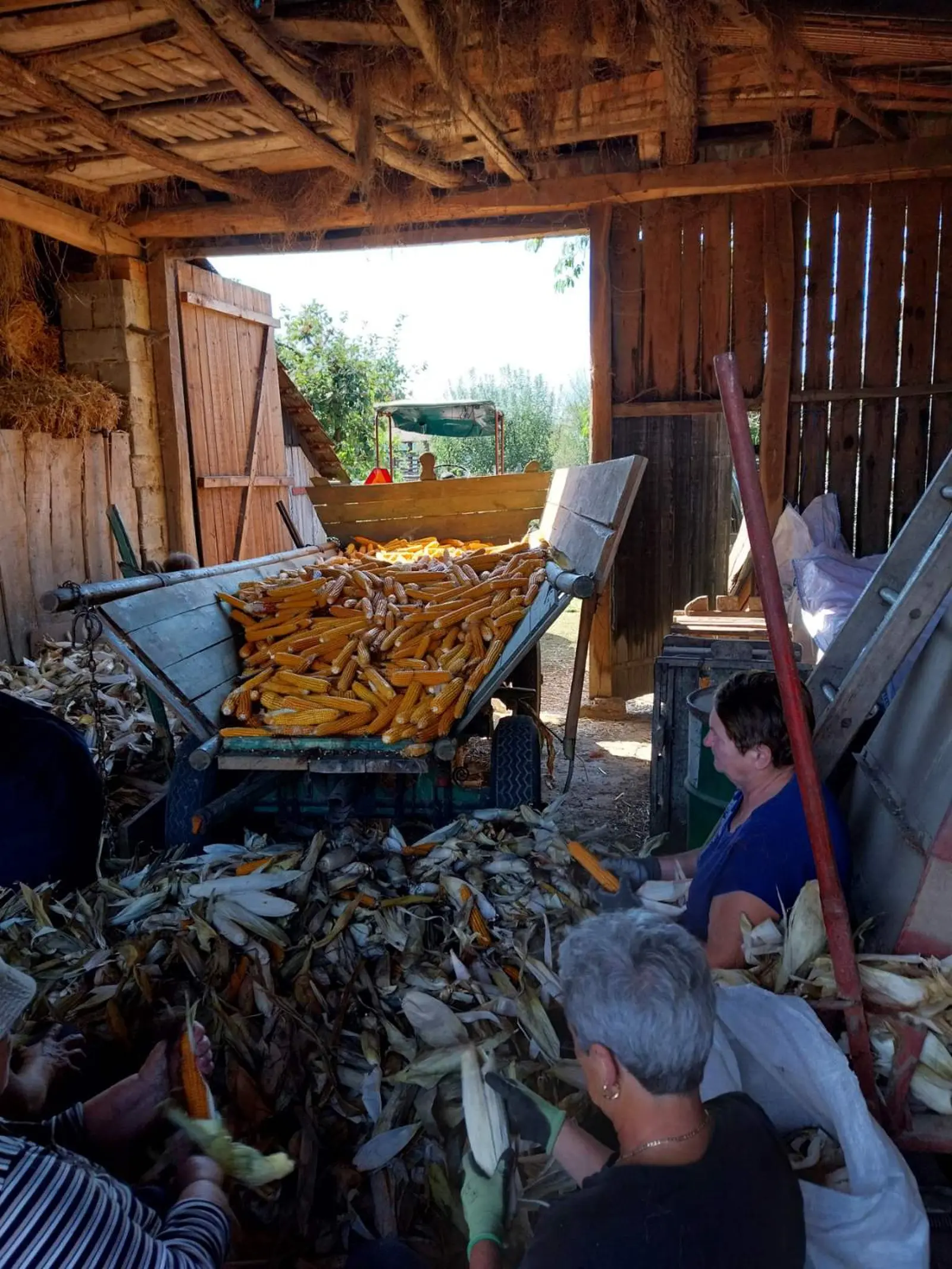 Ručna berba kukuruza, pušćine(20)