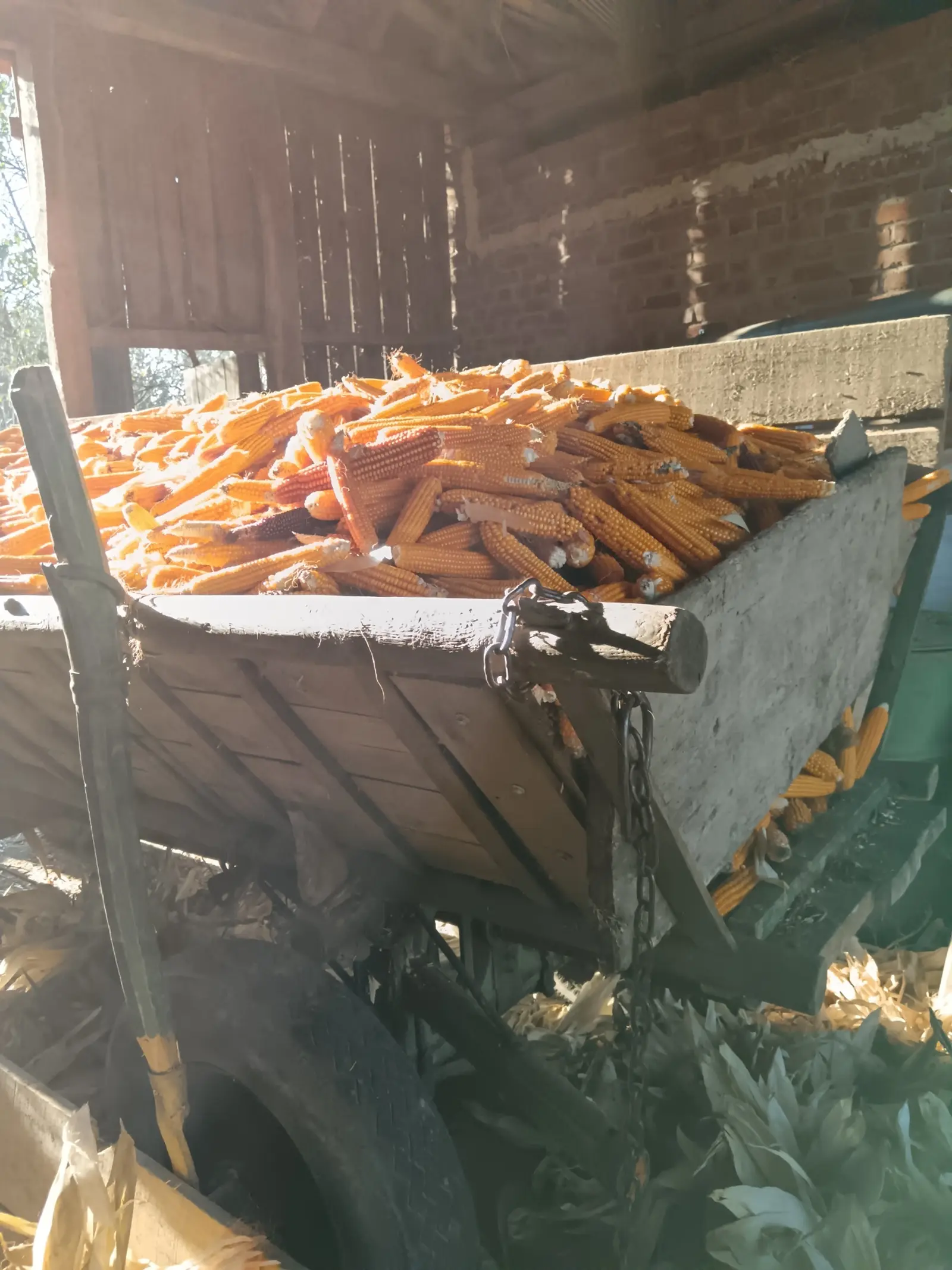 Ručna berba kukuruza, pušćine(24)